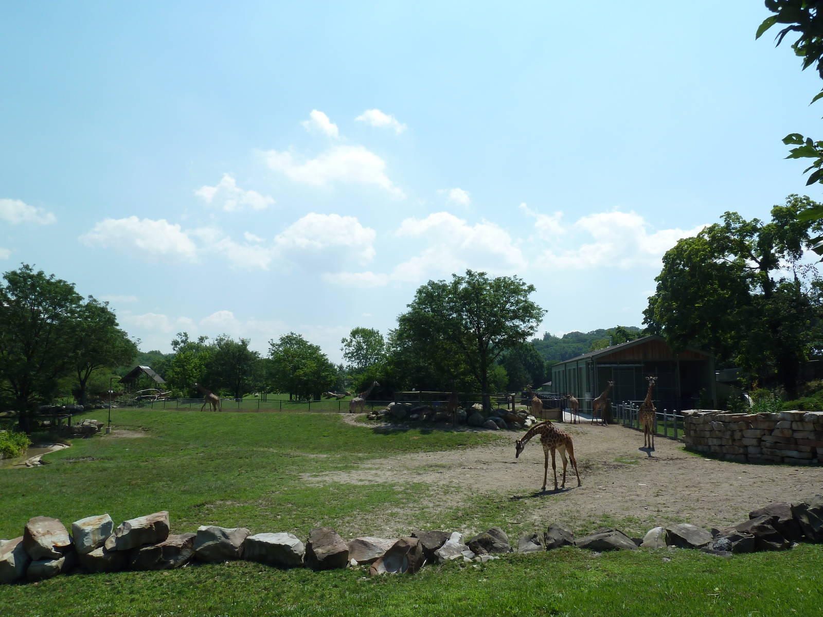 African Savanna - Masai Giraffe Exhibit