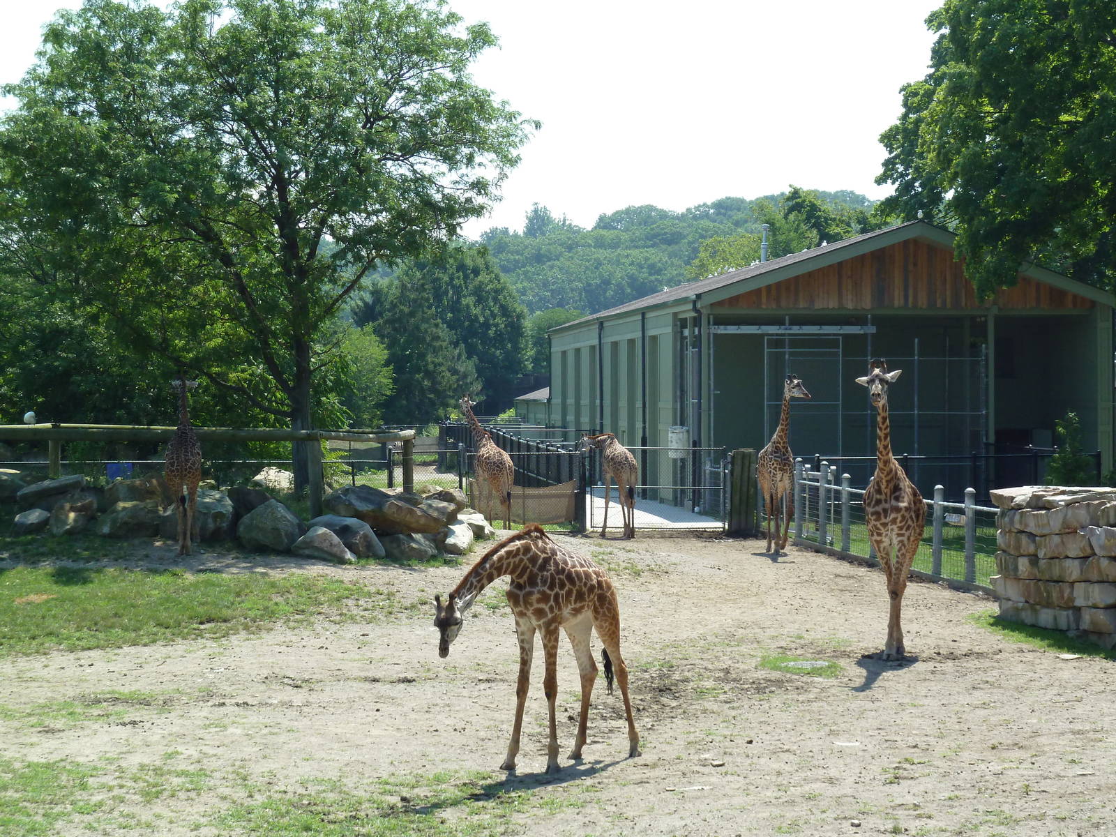 African Savanna - Masai Giraffe Exhibit