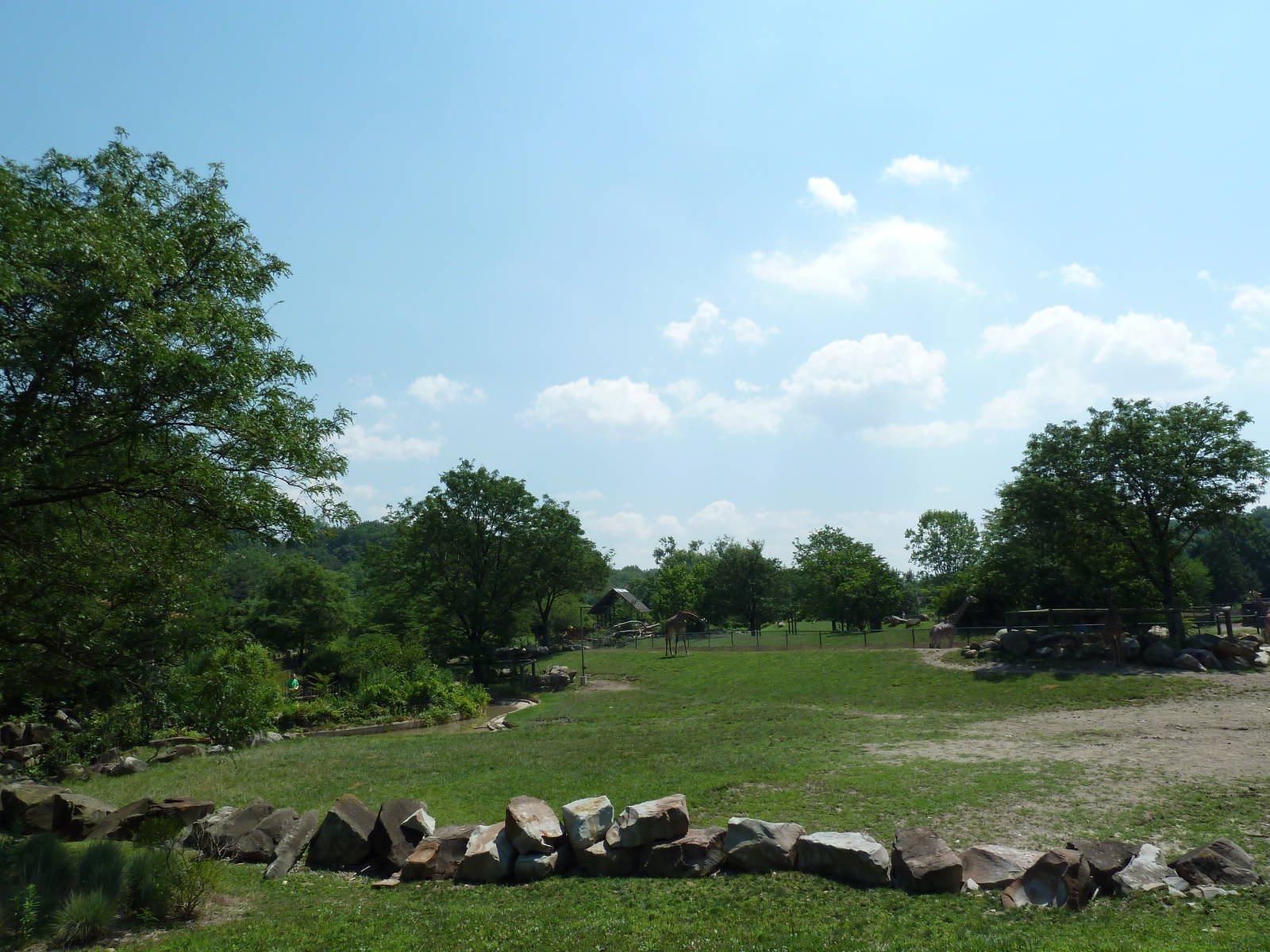African Savanna - Masai Giraffe Exhibit