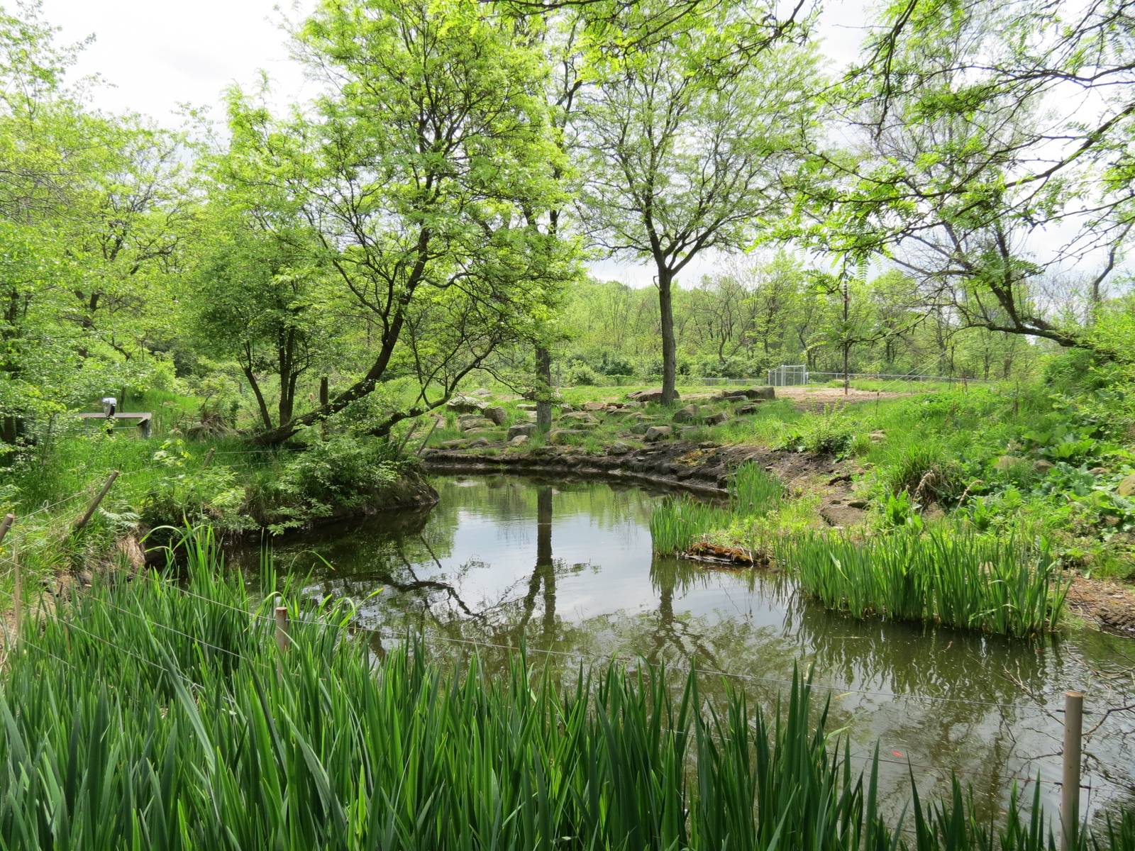 African Savanna - Masai Giraffe Exhibit