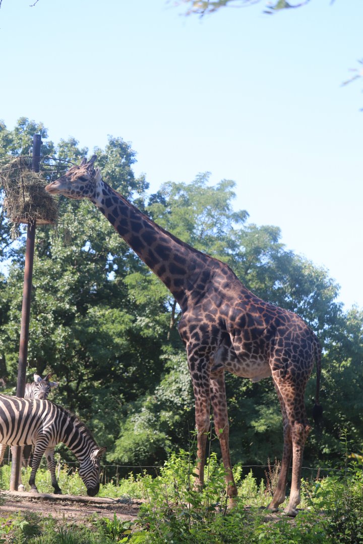 African Savanna - Masai Giraffe - Grant's Zebra