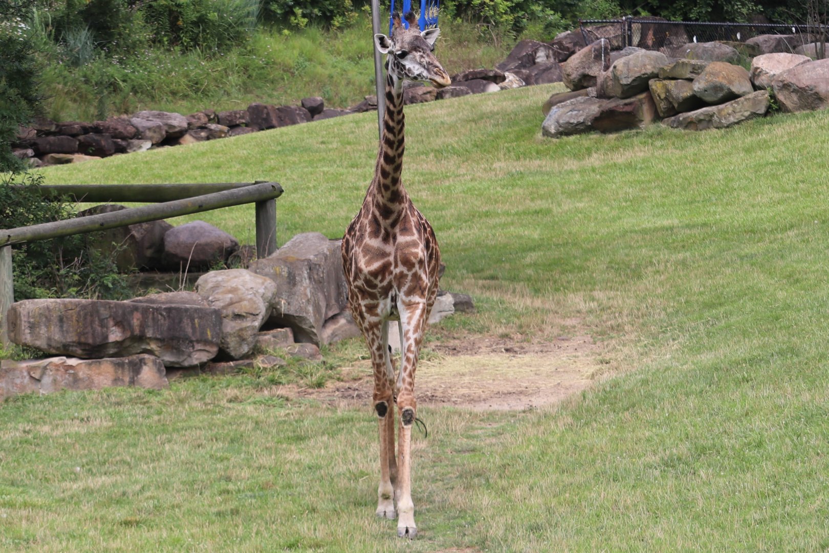 African Savanna - Masai Giraffe