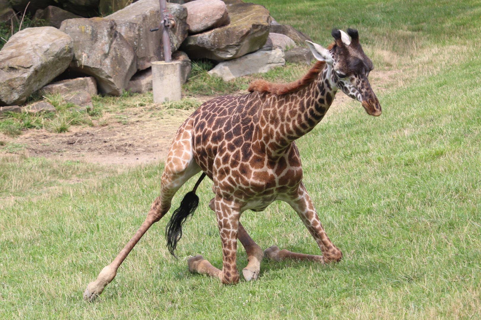 African Savanna - Masai Giraffe