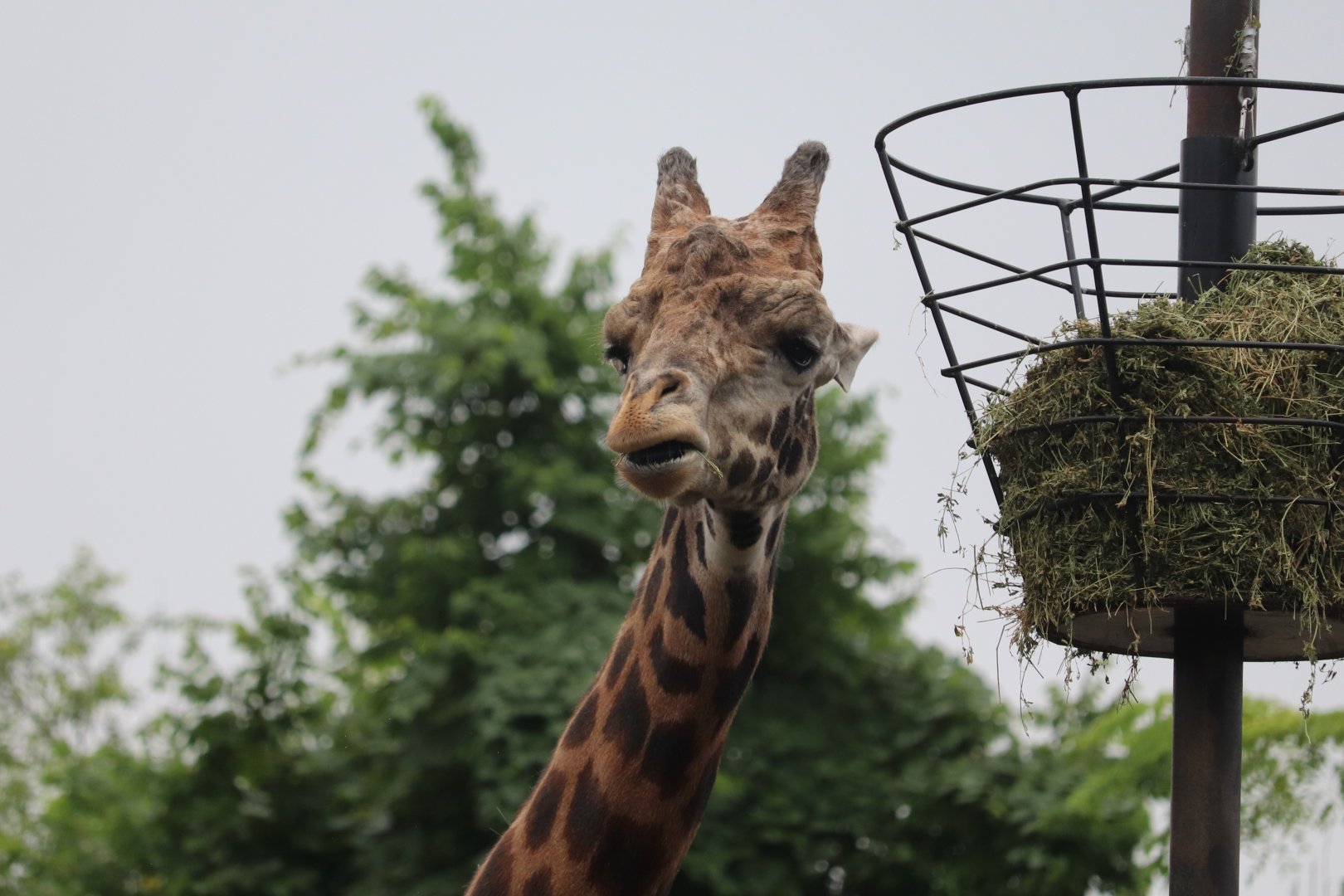 African Savanna - Masai Giraffe
