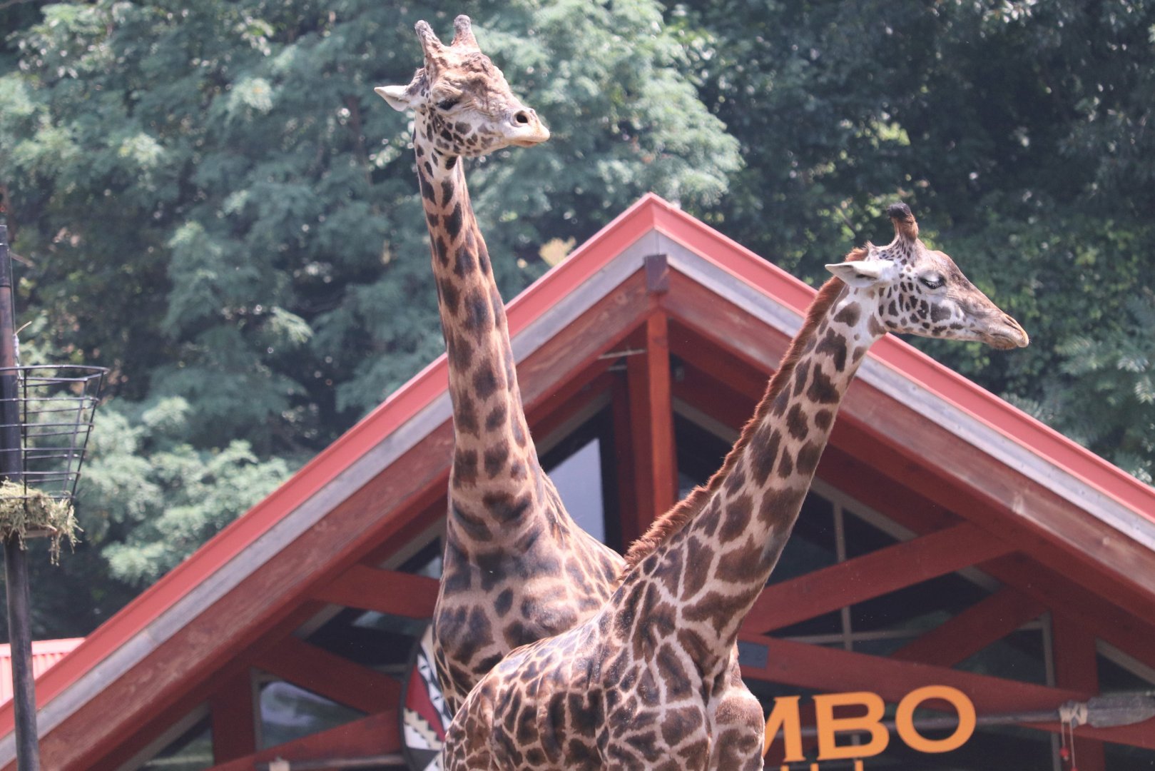 African Savanna - Masai Giraffe