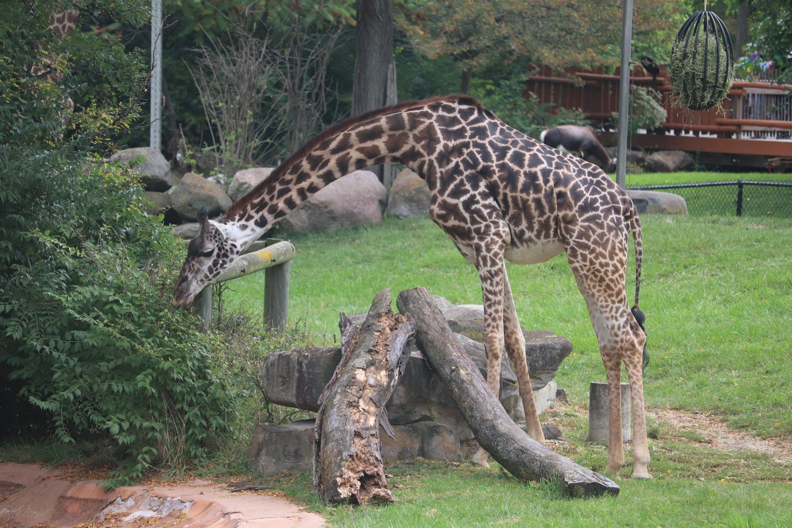 African Savanna - Masai Giraffe