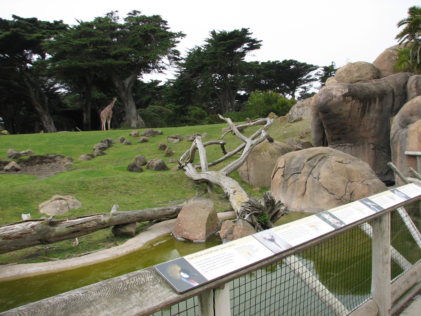 African Savanna - Middle Viewing Area