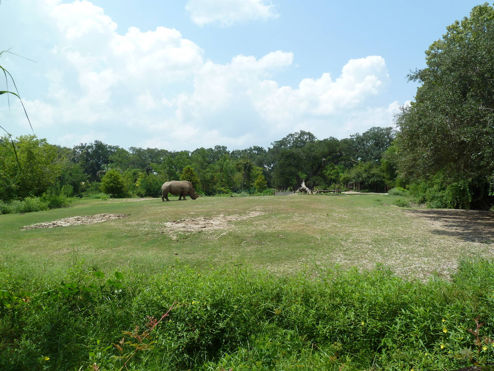 African Savanna - Mixed-Species Exhibit (5 Species)