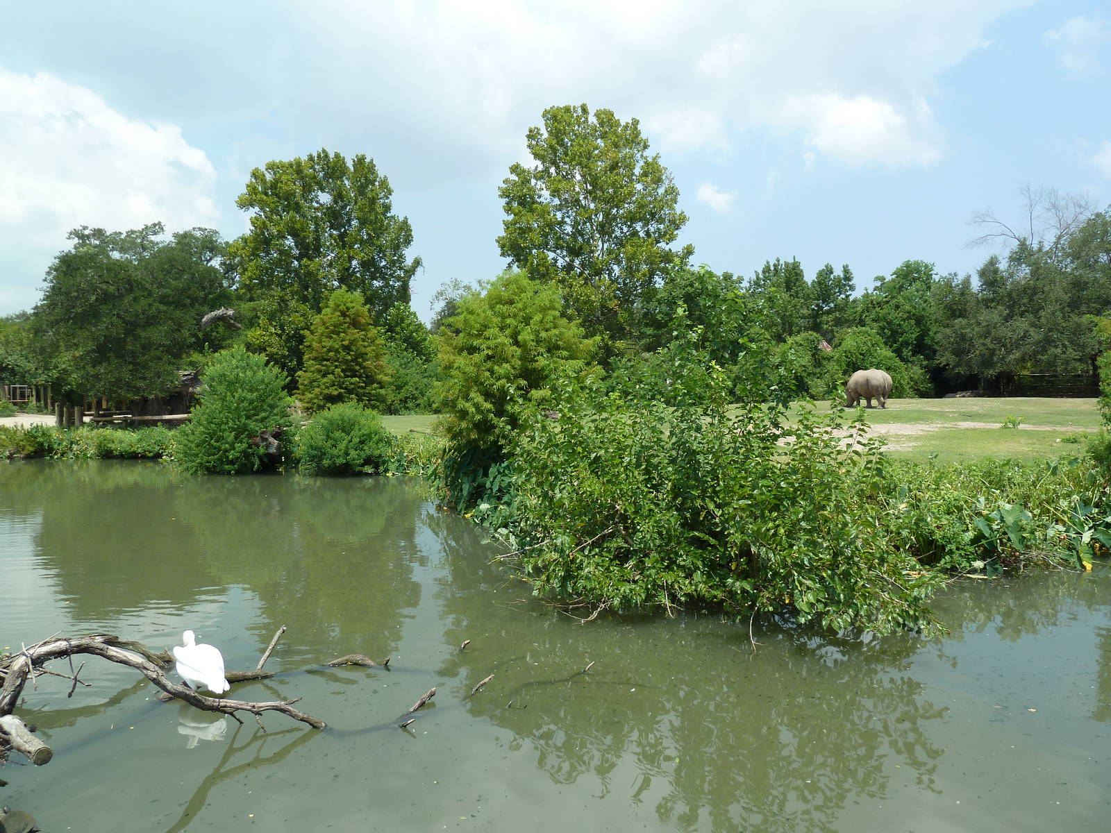 African Savanna - Mixed-Species Exhibit (5 Species)