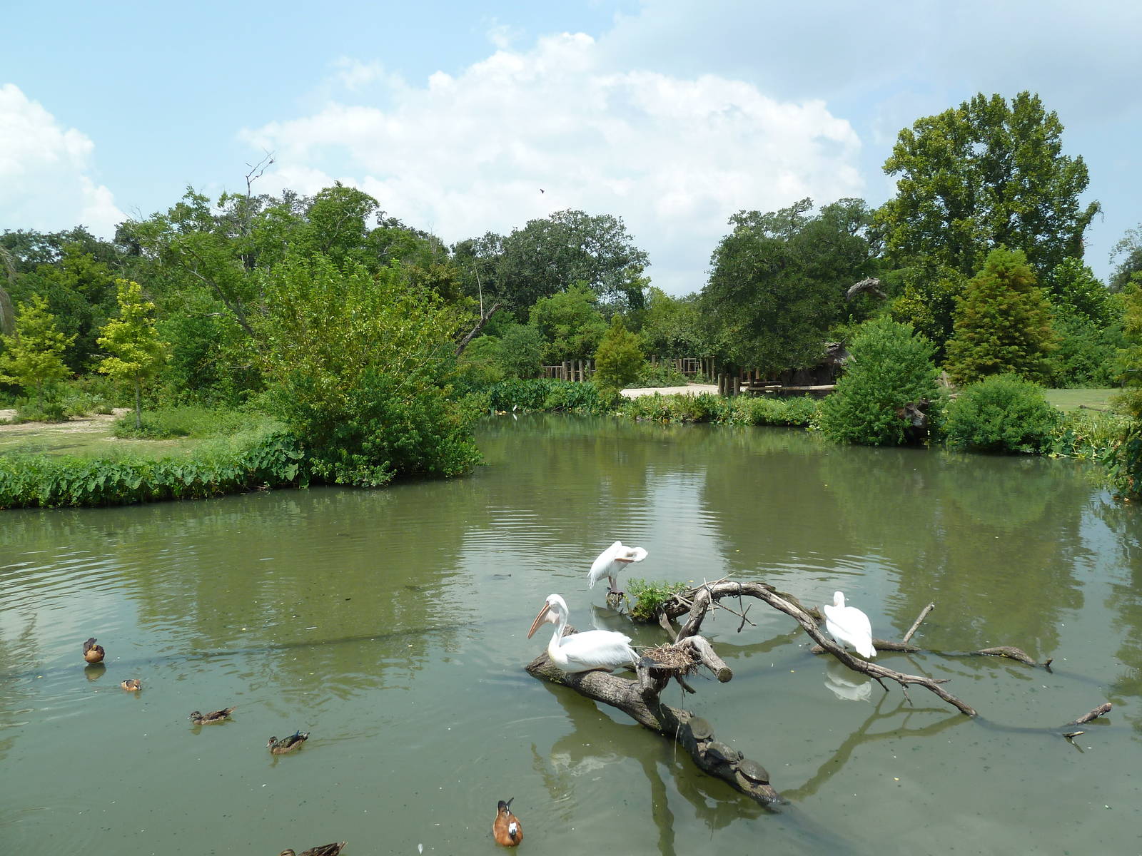 African Savanna - Mixed-Species Exhibit (5 Species)