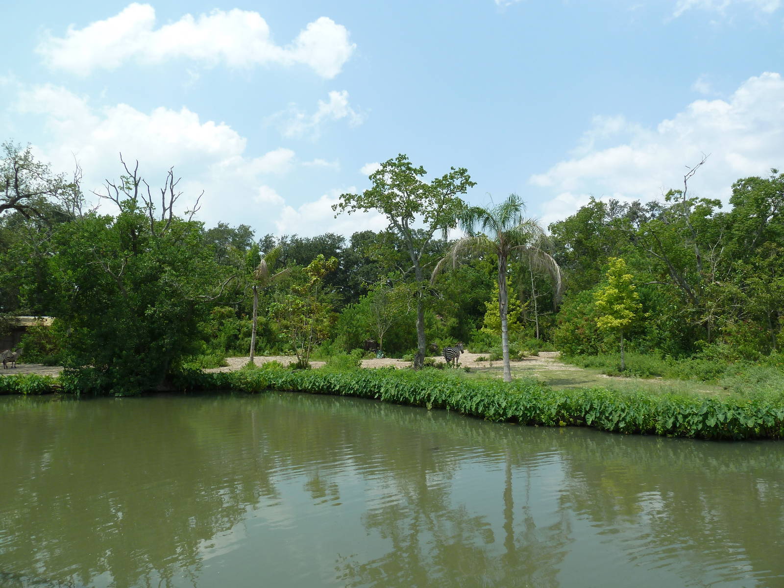 African Savanna - Mixed-Species Exhibit (5 Species)