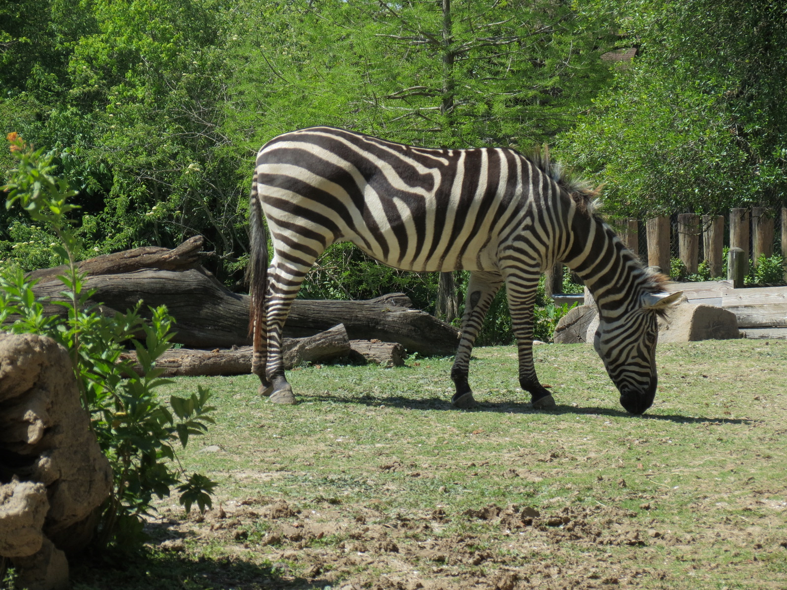 African Savanna - Mixed Species Exhibit - Plains Zebra