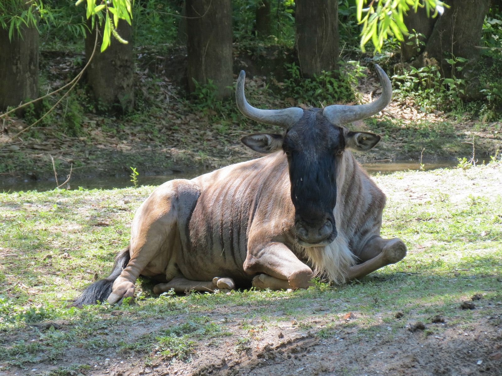 African Savanna - Mixed Species Exhibit - White-bearded Gnu