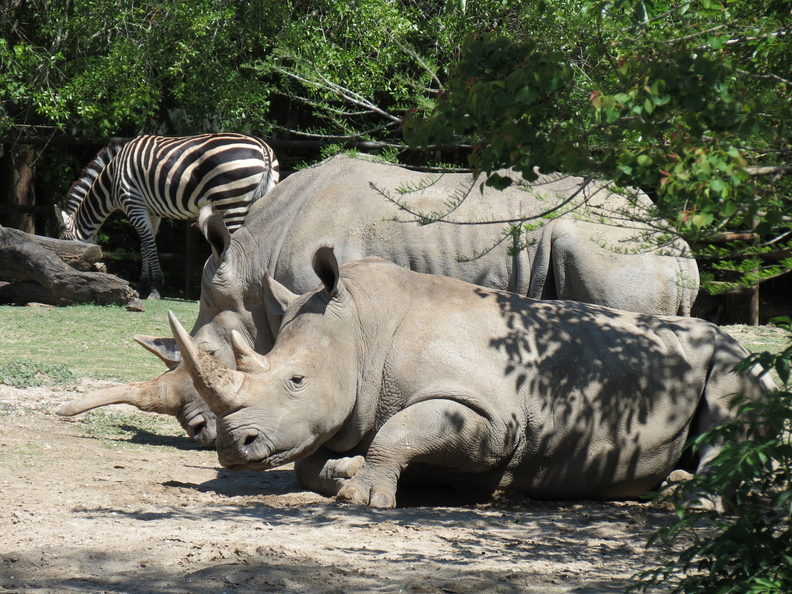 African Savanna - Mixed Species Exhibit - White Rhinoceros