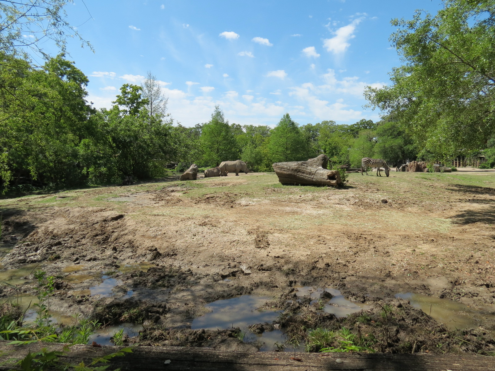 African Savanna - Mixed Species Exhibit
