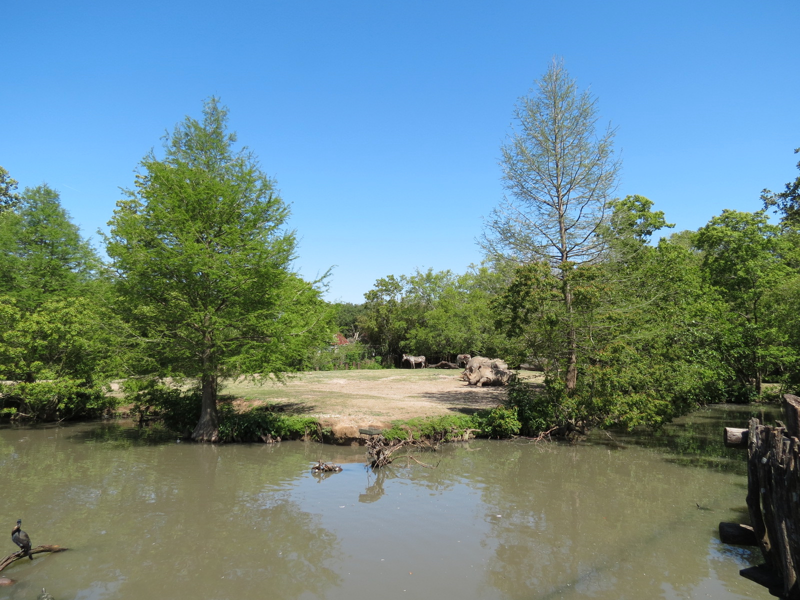 African Savanna - Mixed Species Exhibit