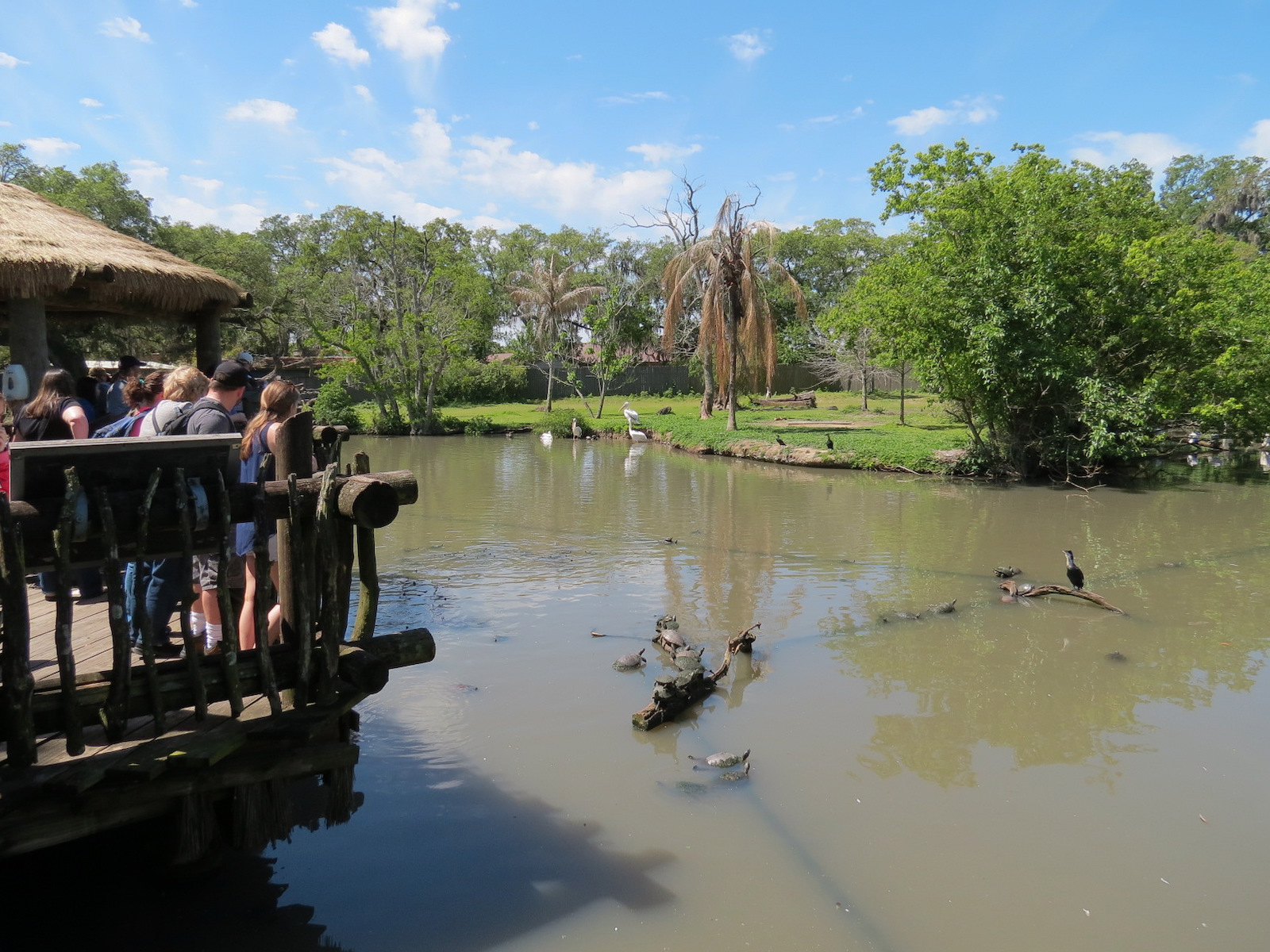 African Savanna - Mixed Species Exhibit