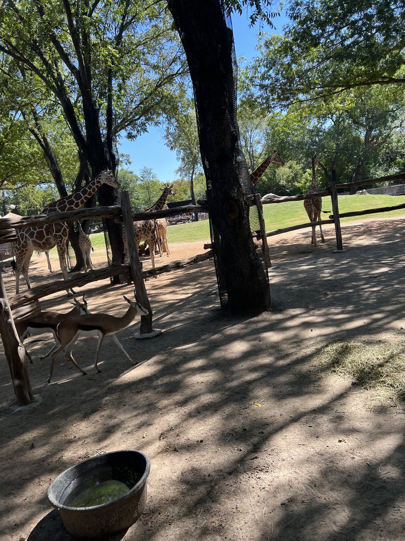 African Savanna (Multiple species)