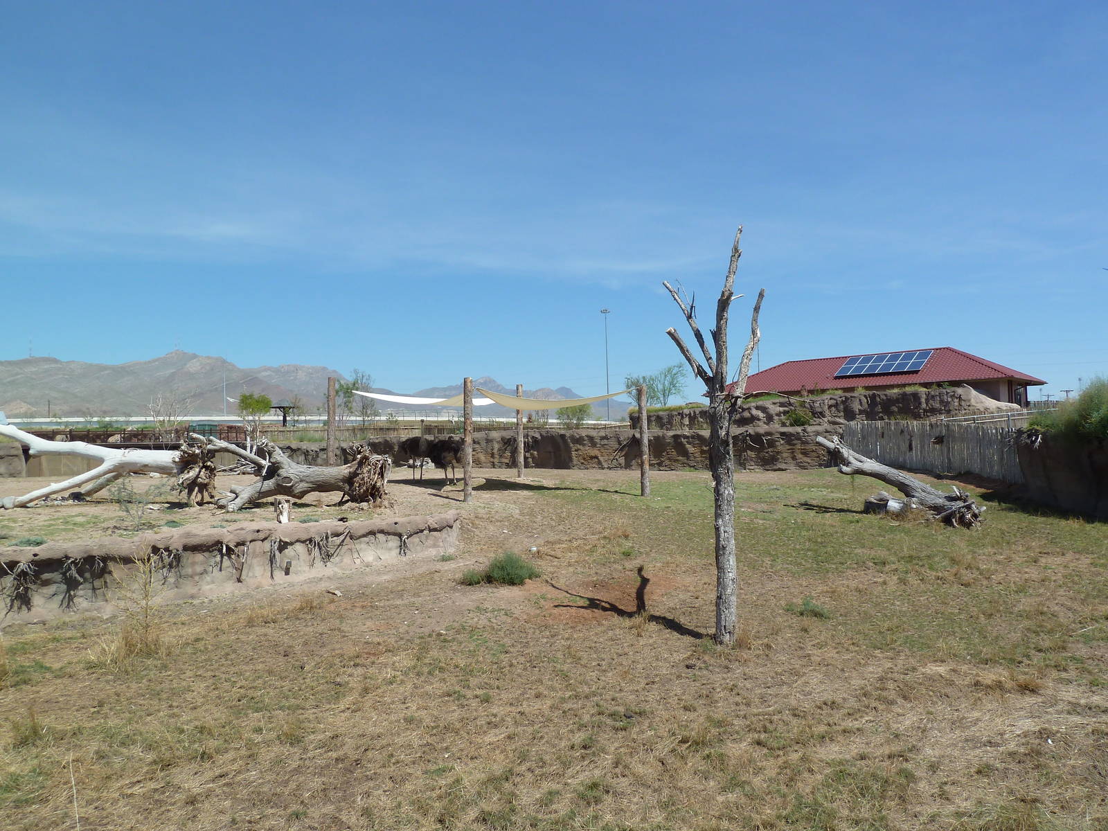African Savanna - New Exhibit In 2010