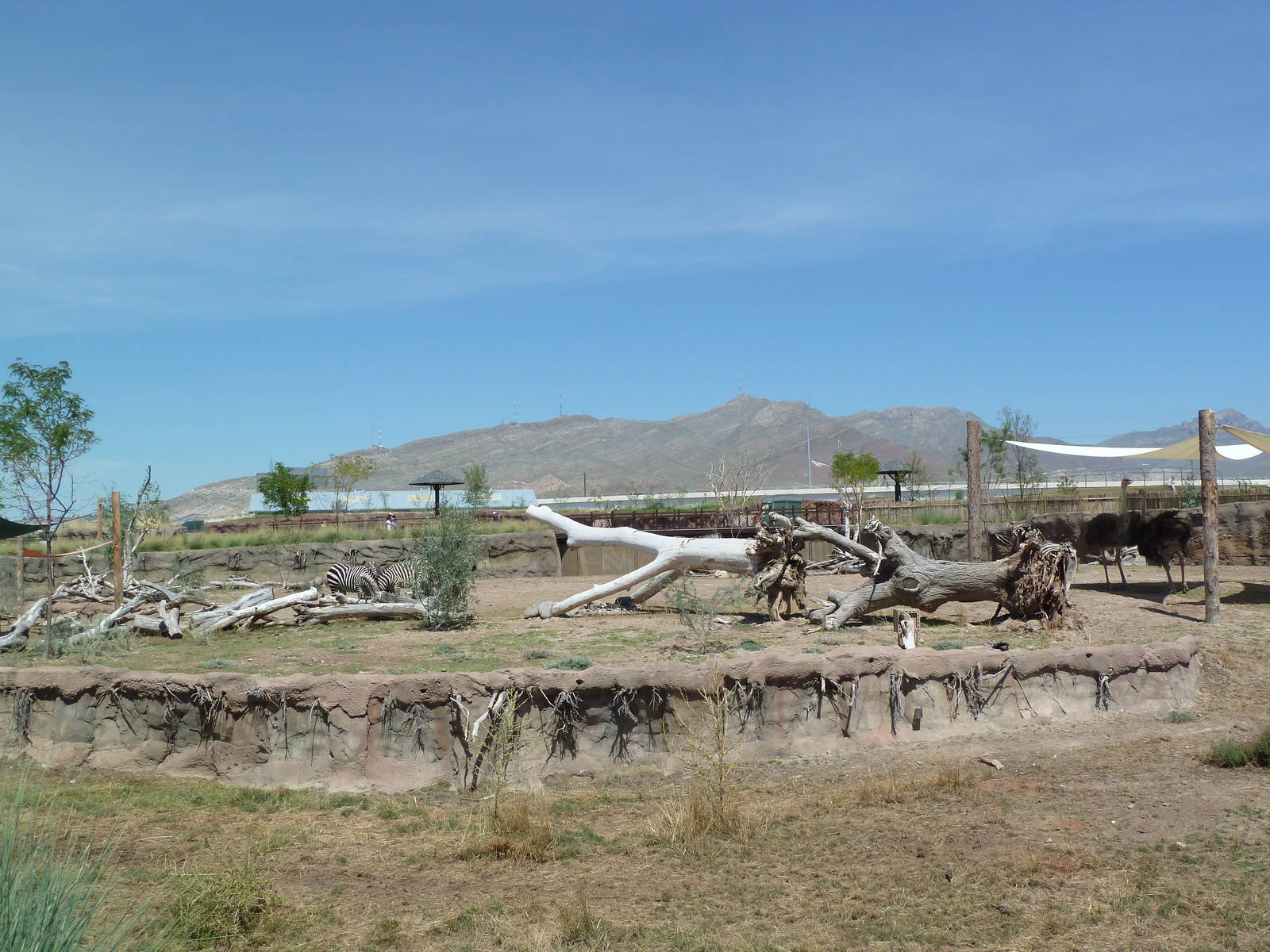 African Savanna - New Exhibit In 2010