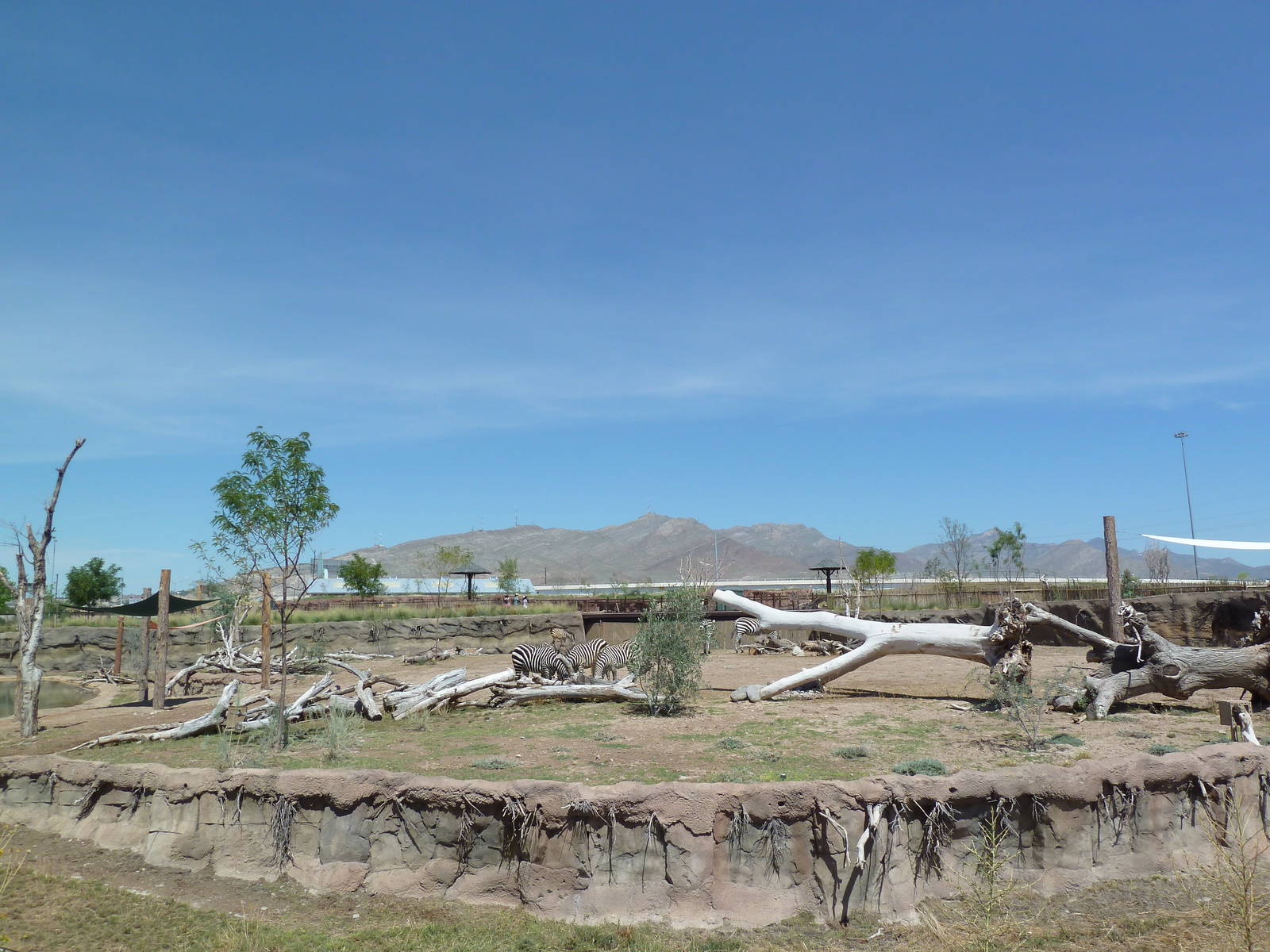 African Savanna - New Exhibit In 2010