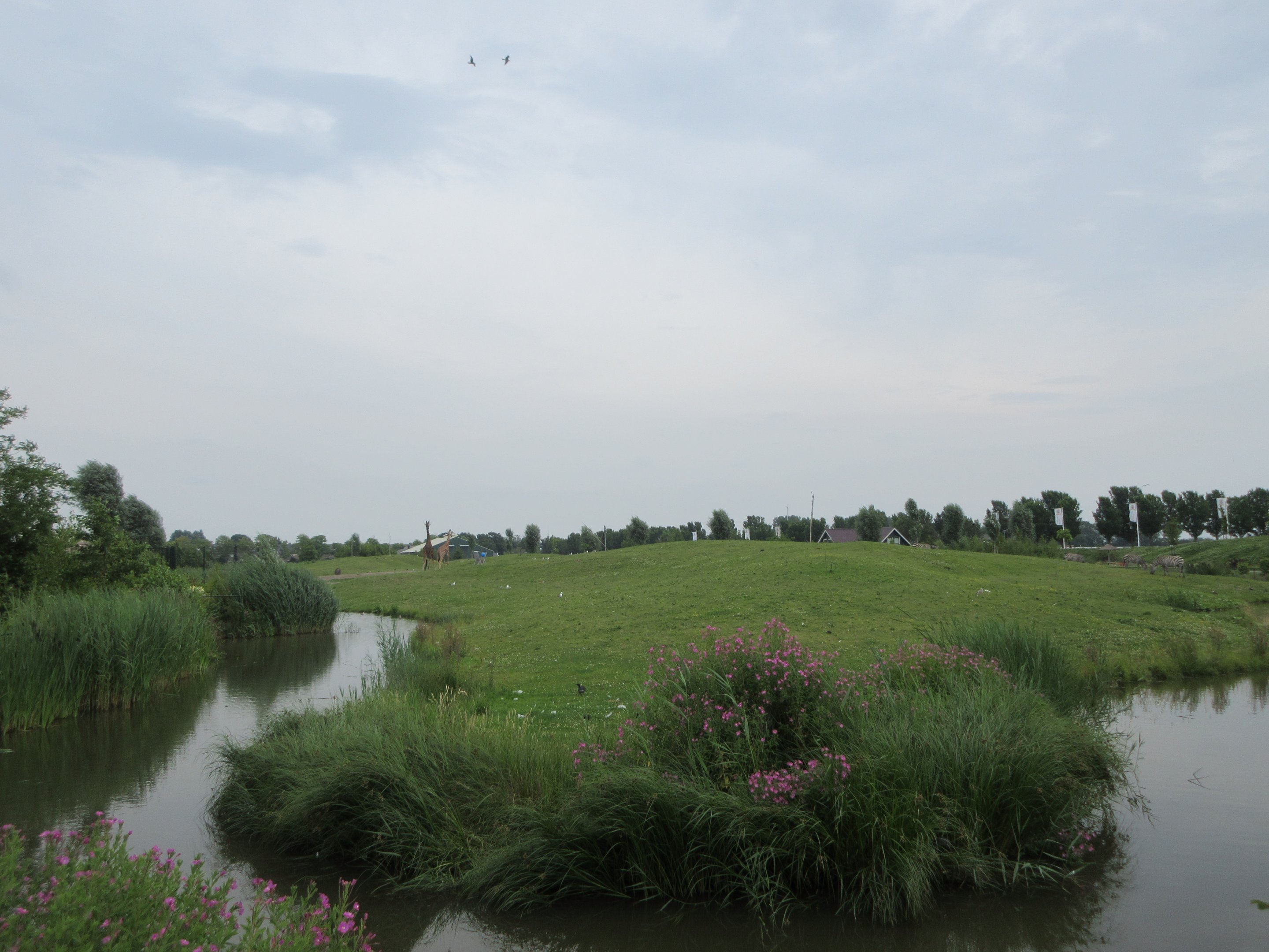 African Savanna (New in 2018) - 4 species