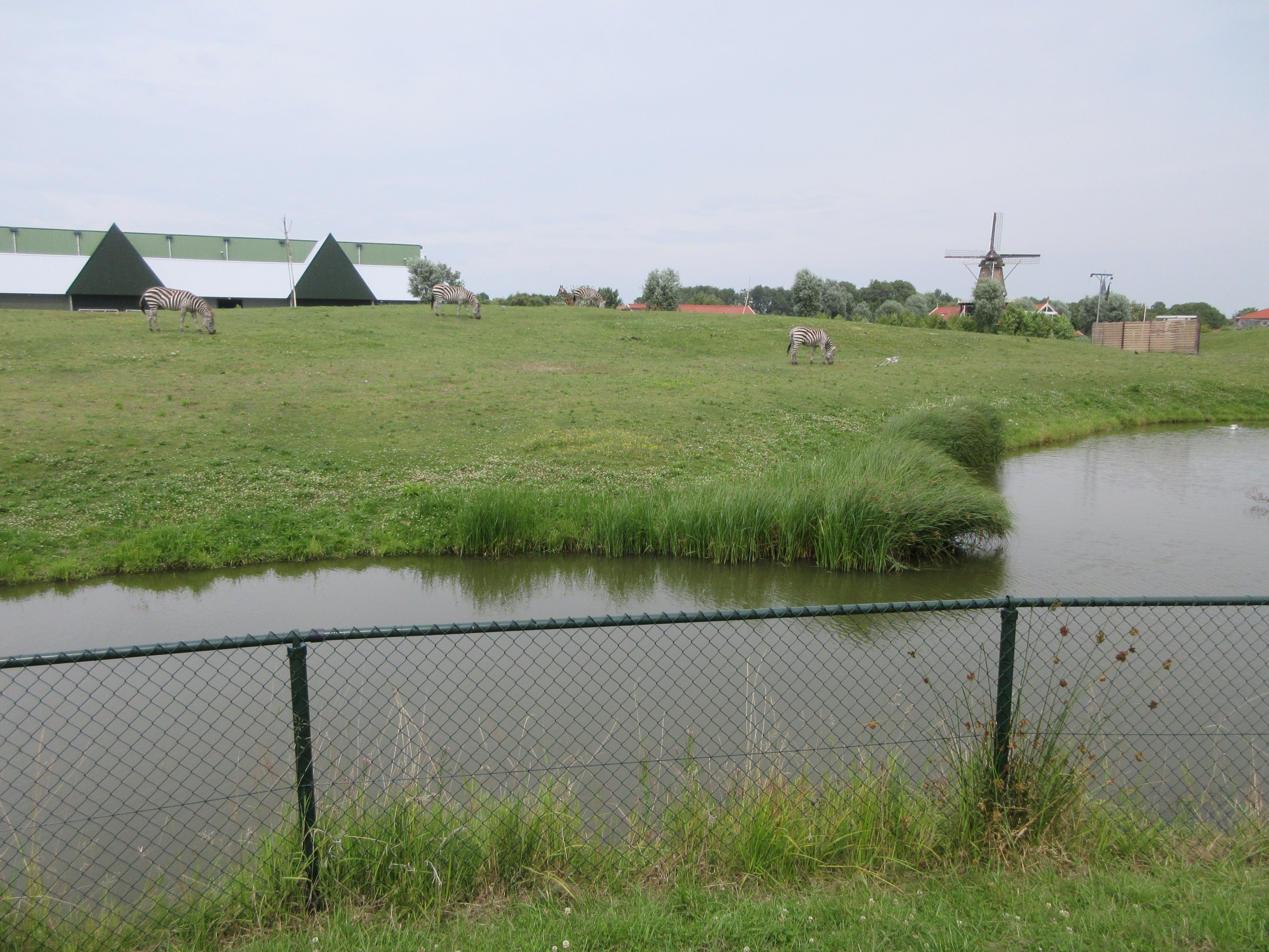 African Savanna (New in 2018) - 4 species