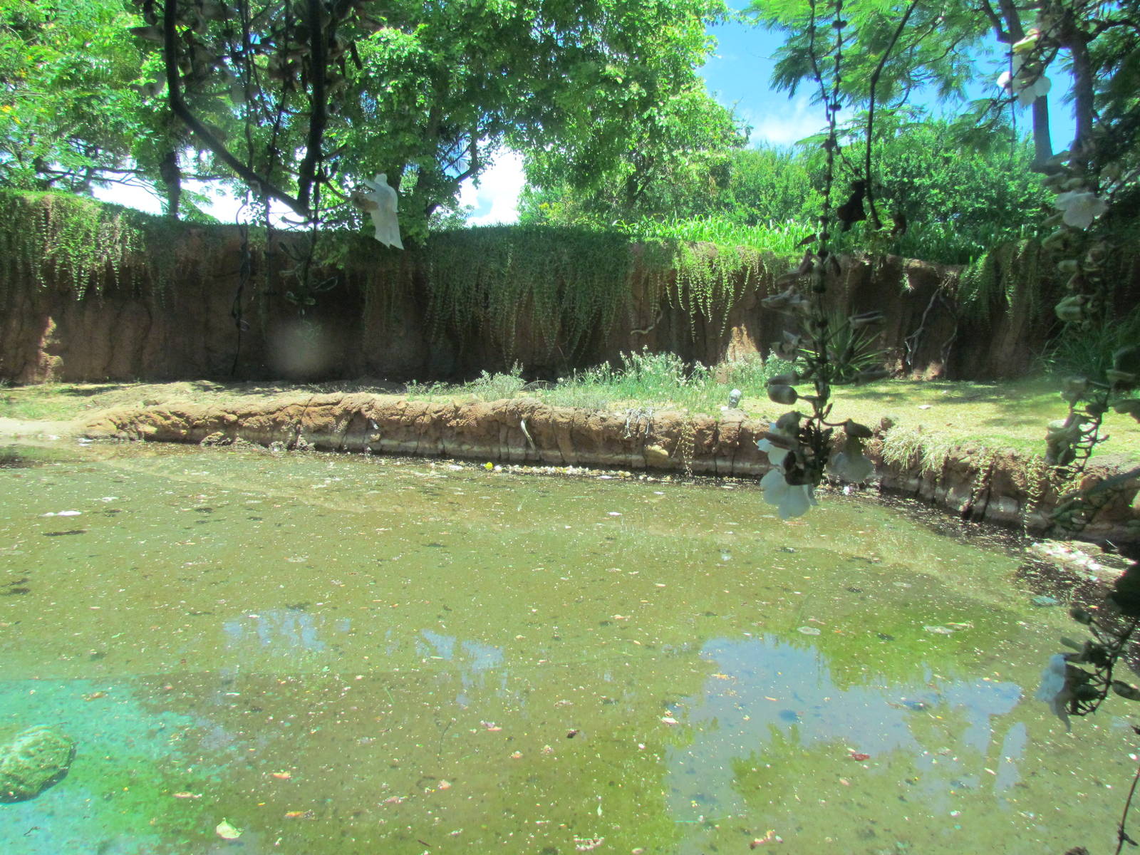 African Savanna - Nile Crocodile Exhibit