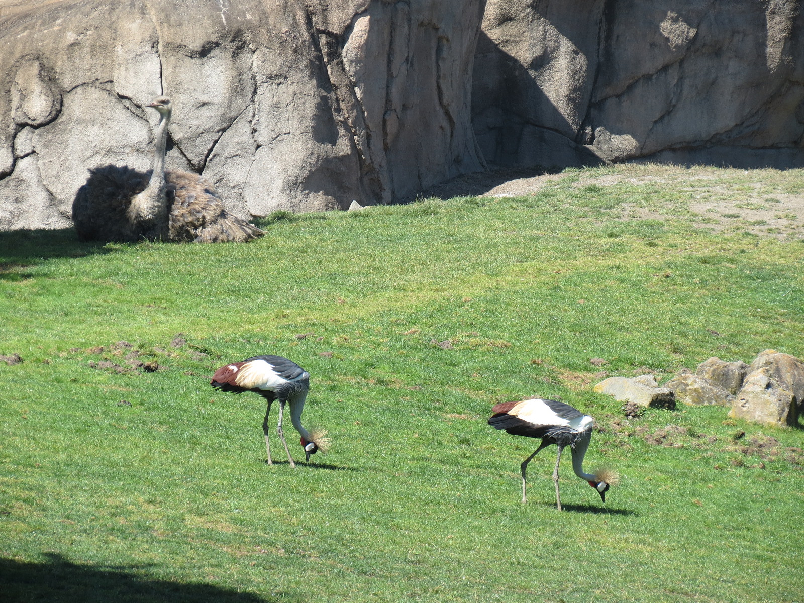 African Savanna - Ostrich and Crowned Crane