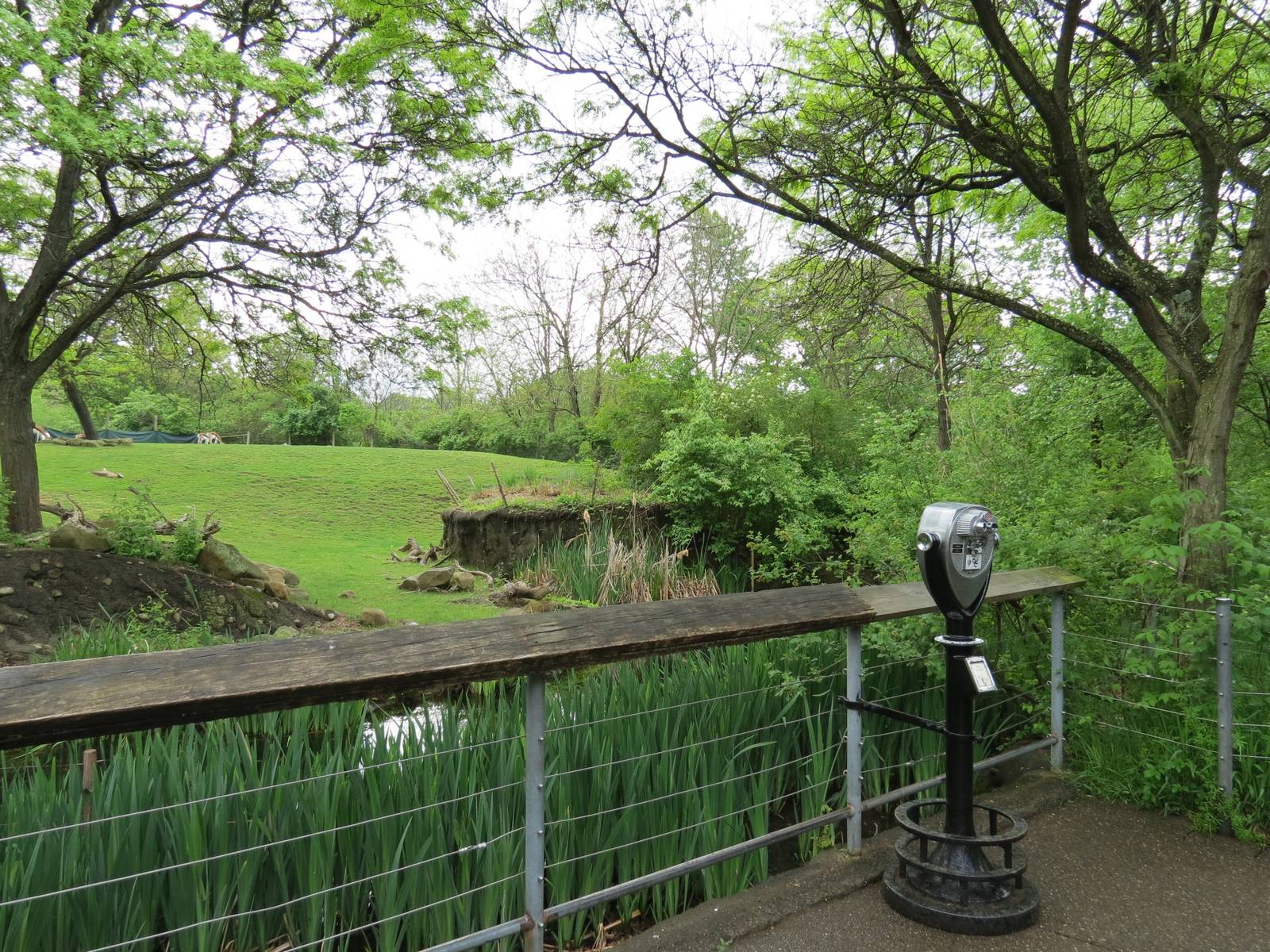 African Savanna - Ostrich, Dama Gazelle, and Springbok Exhibit Viewing Area