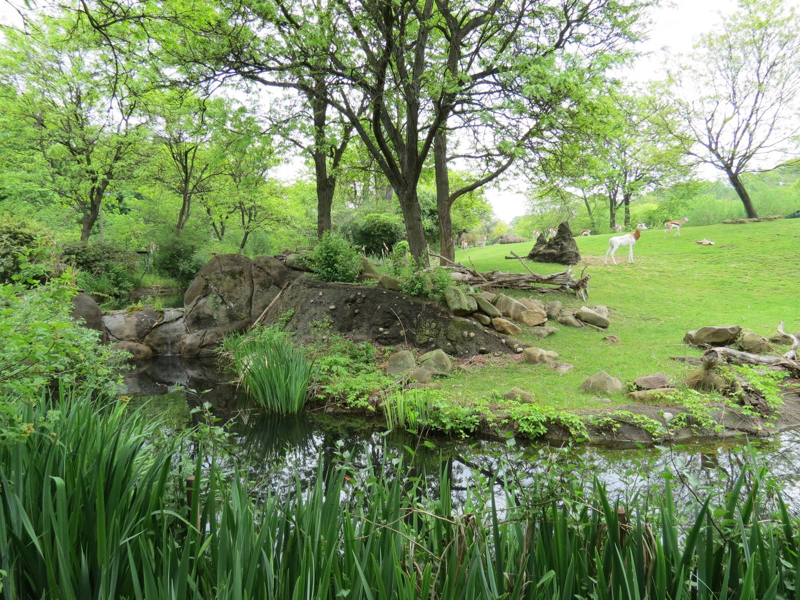 African Savanna -  Ostrich, Dama Gazelle, and Springbok Exhibit