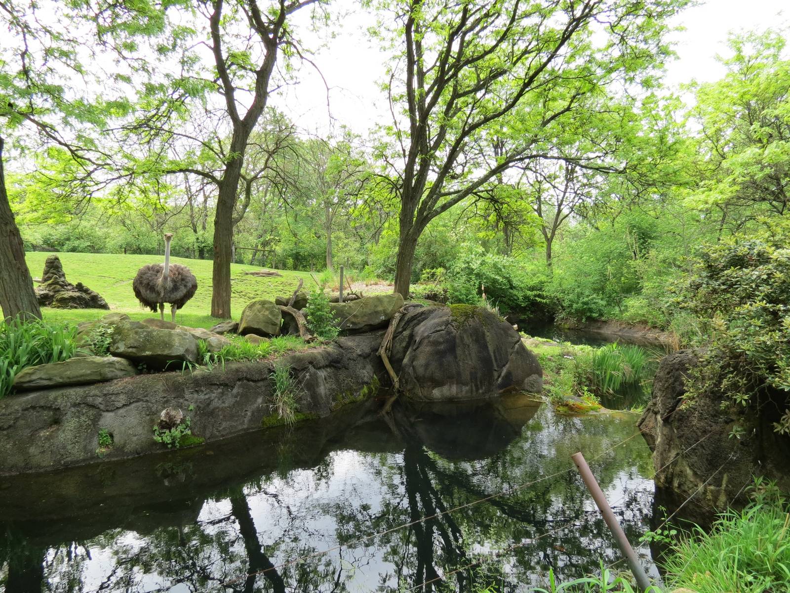 African Savanna -  Ostrich, Dama Gazelle, and Springbok Exhibit
