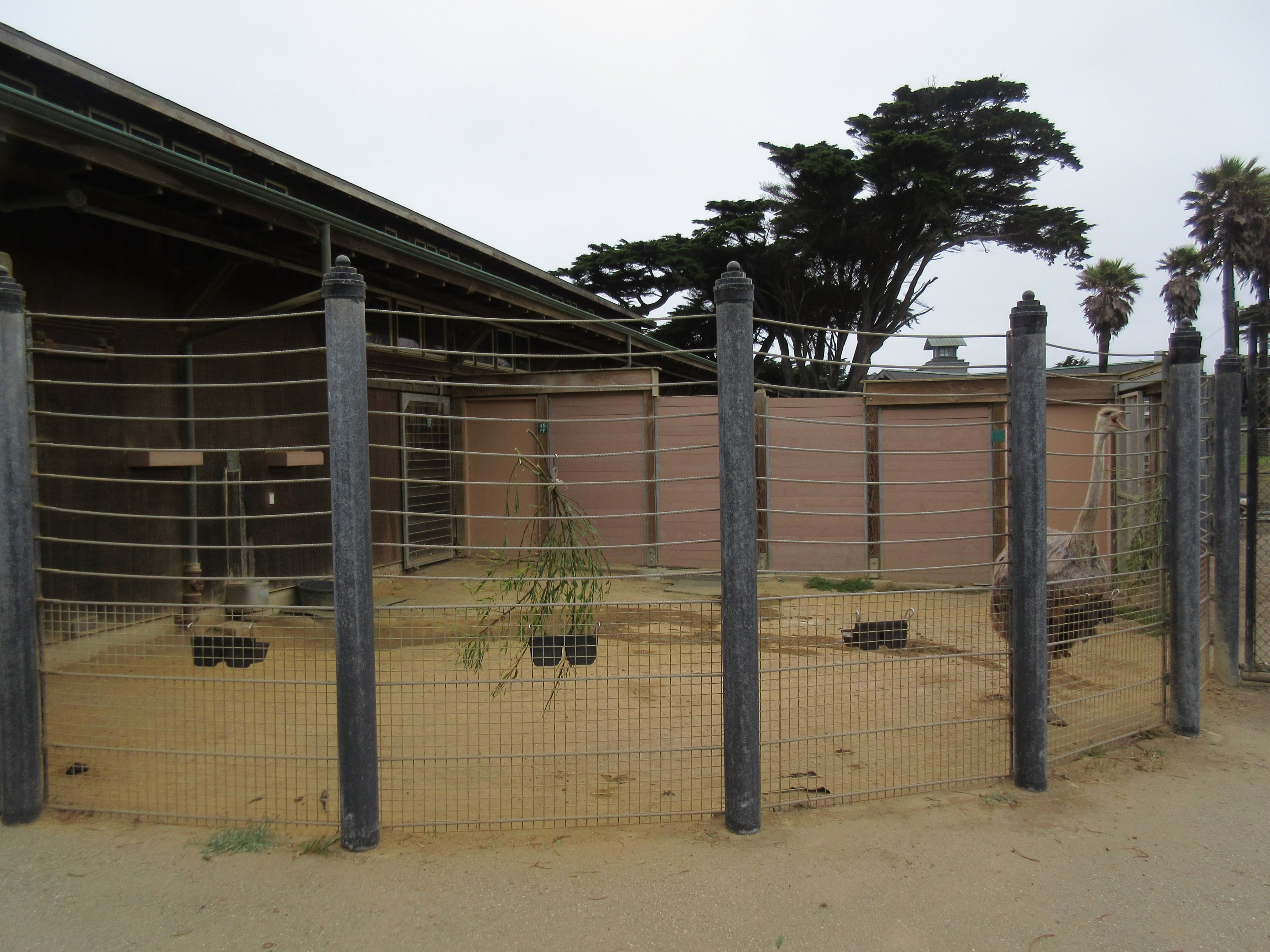 African Savanna - Ostrich Side Yard