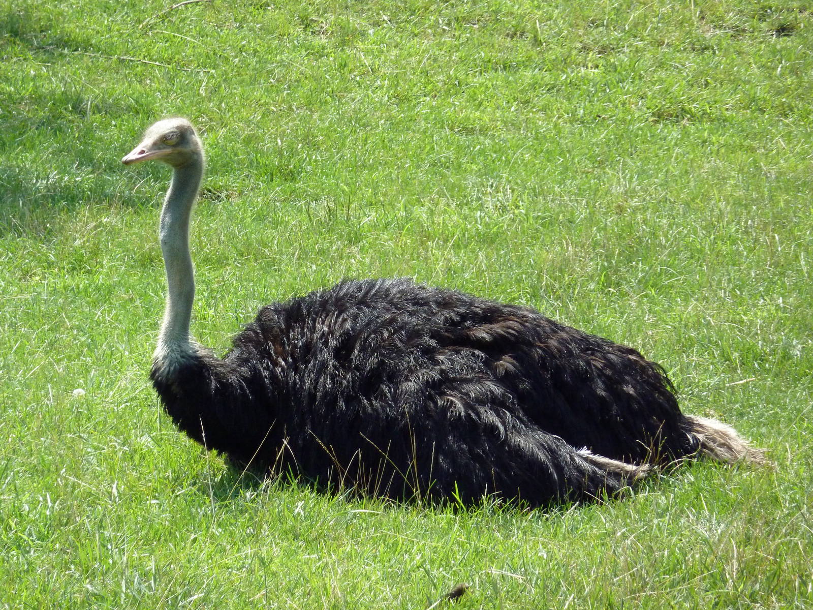African Savanna - Ostrich