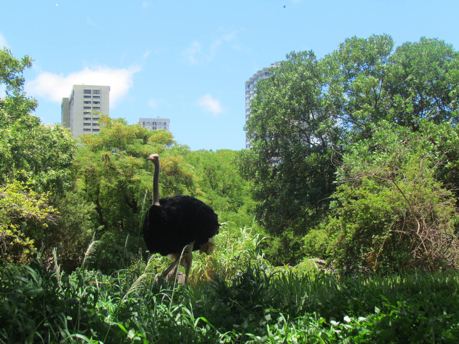 African Savanna - Ostrich