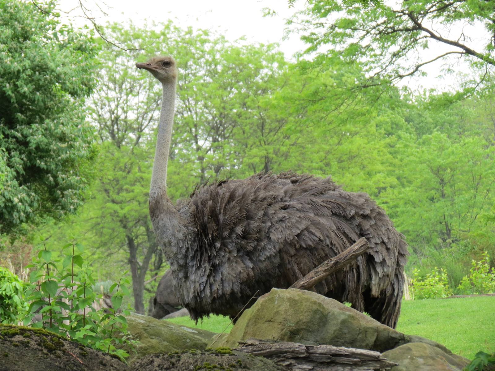 African Savanna - Ostrich