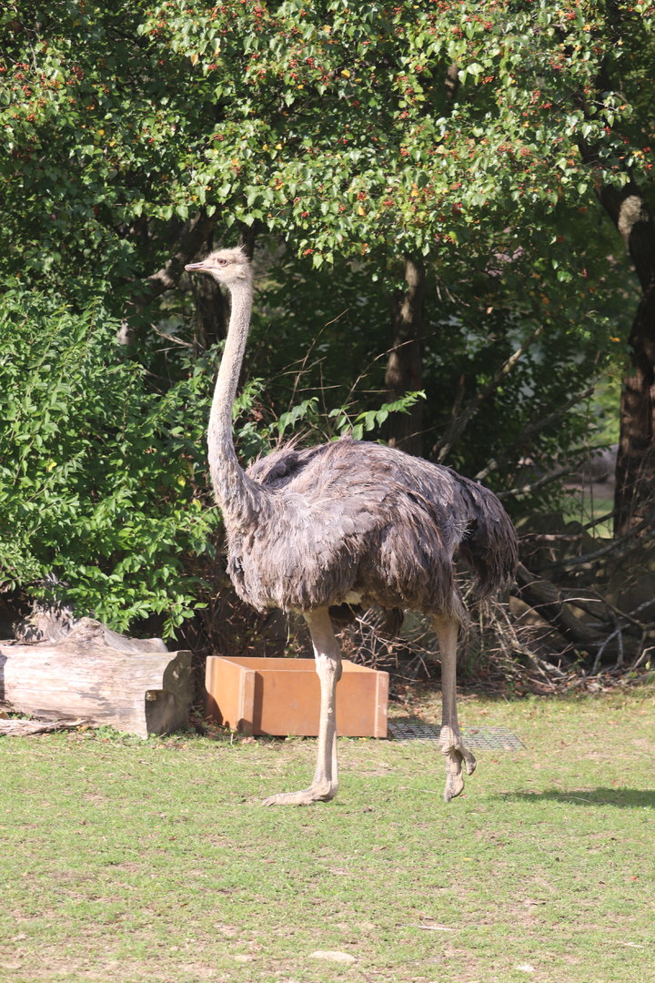African Savanna - Ostrich