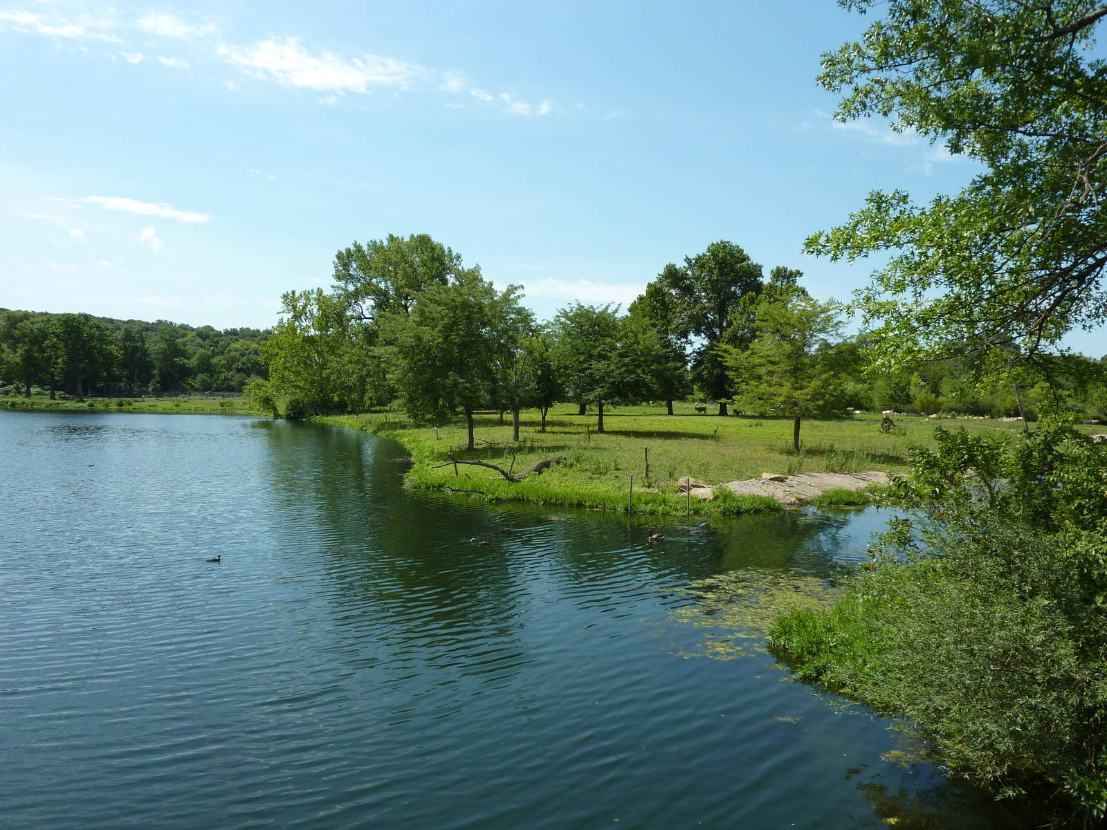 African Savanna Overview