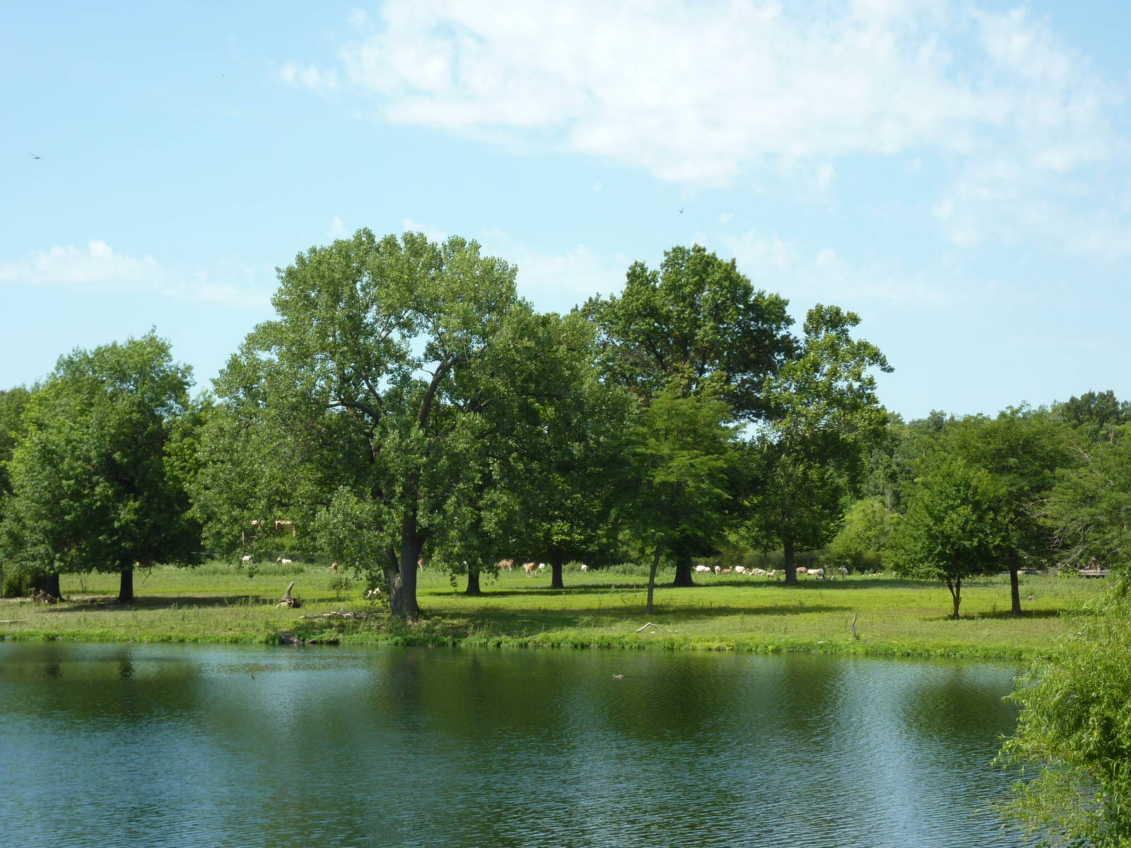 African Savanna Overview