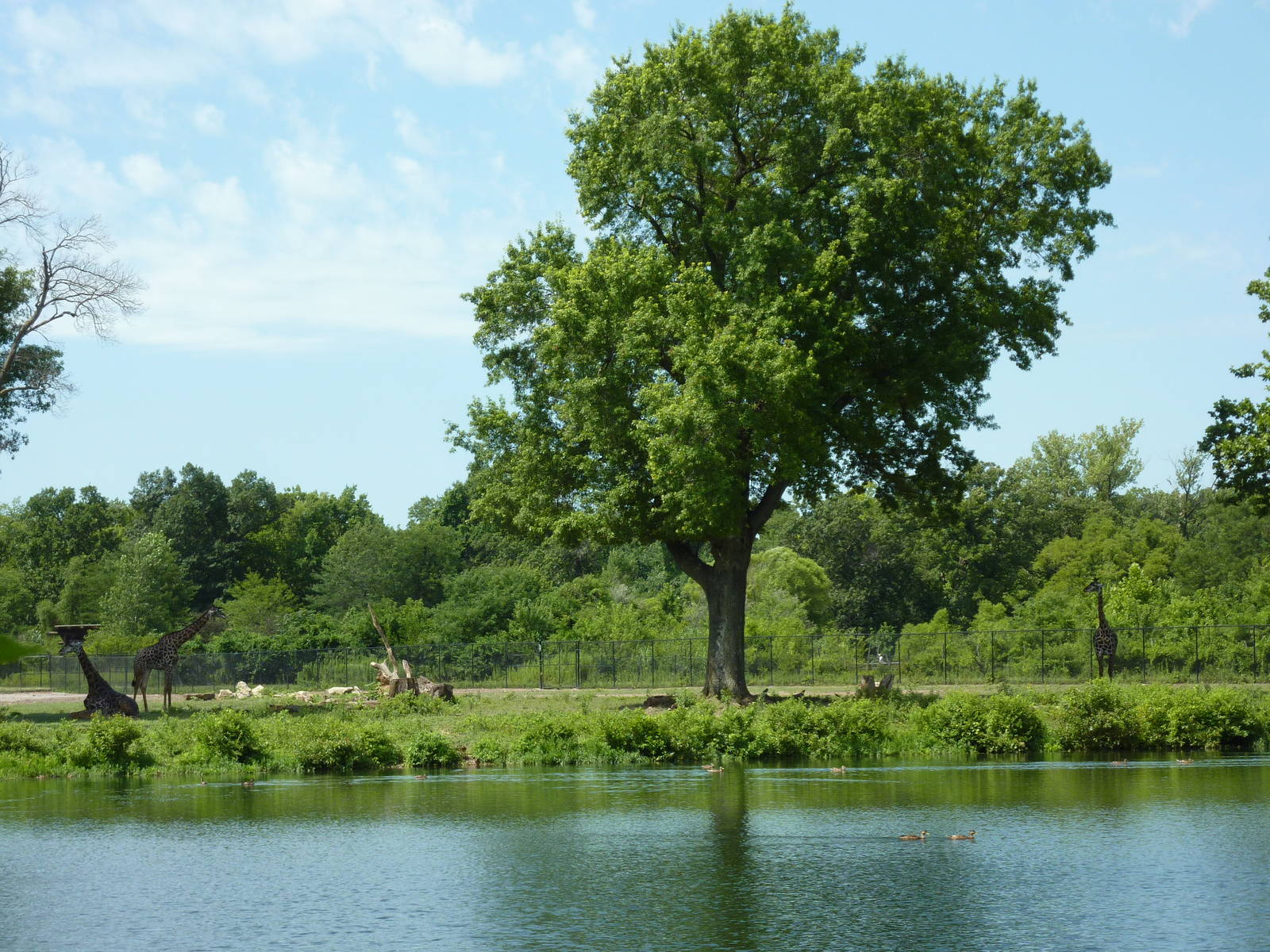 African Savanna Overview