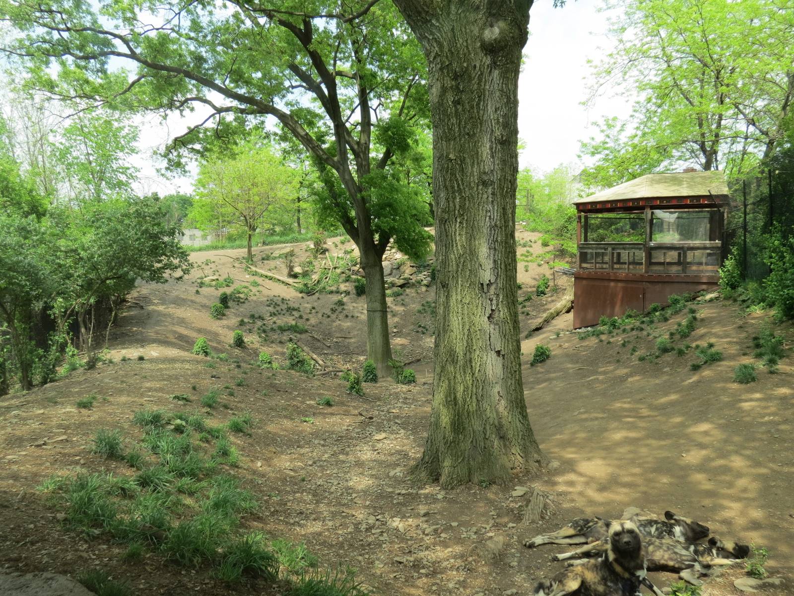 African Savanna - Painted Dog Bush Camp Exhibit