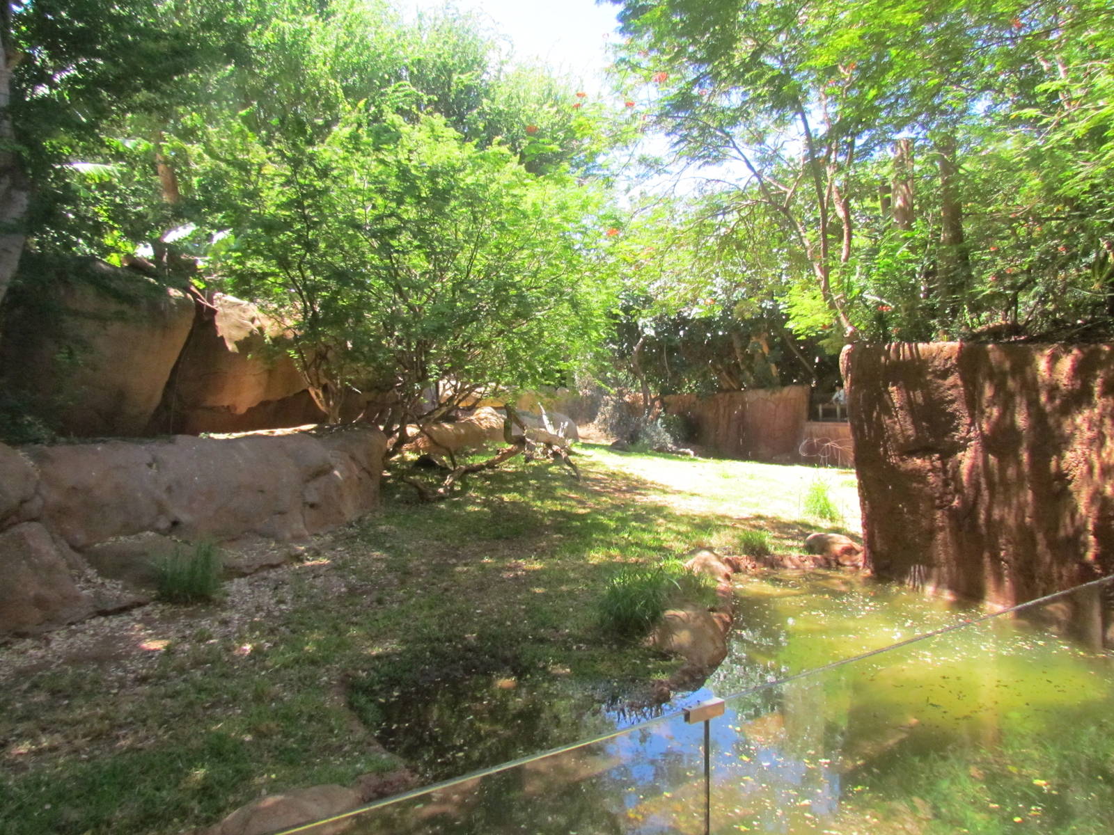 African Savanna - Painted Dog Exhibit