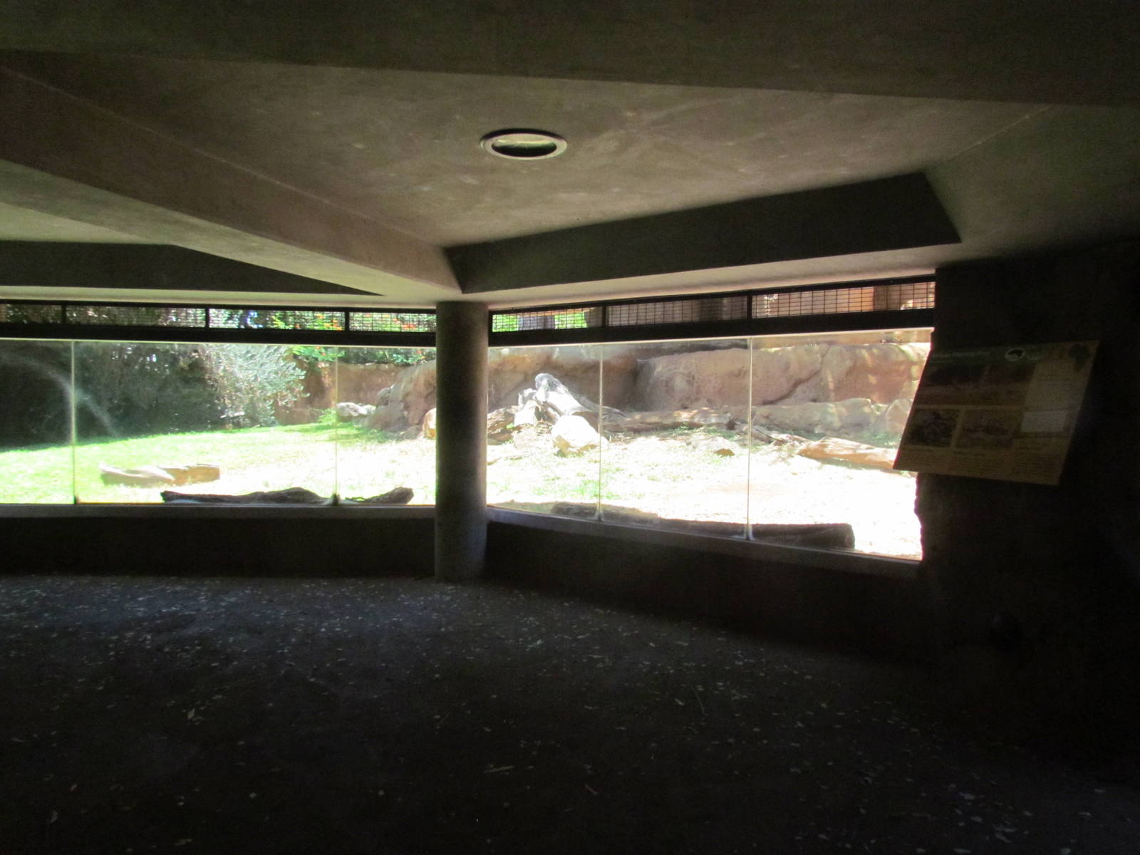 African Savanna - Painted Dog Viewing