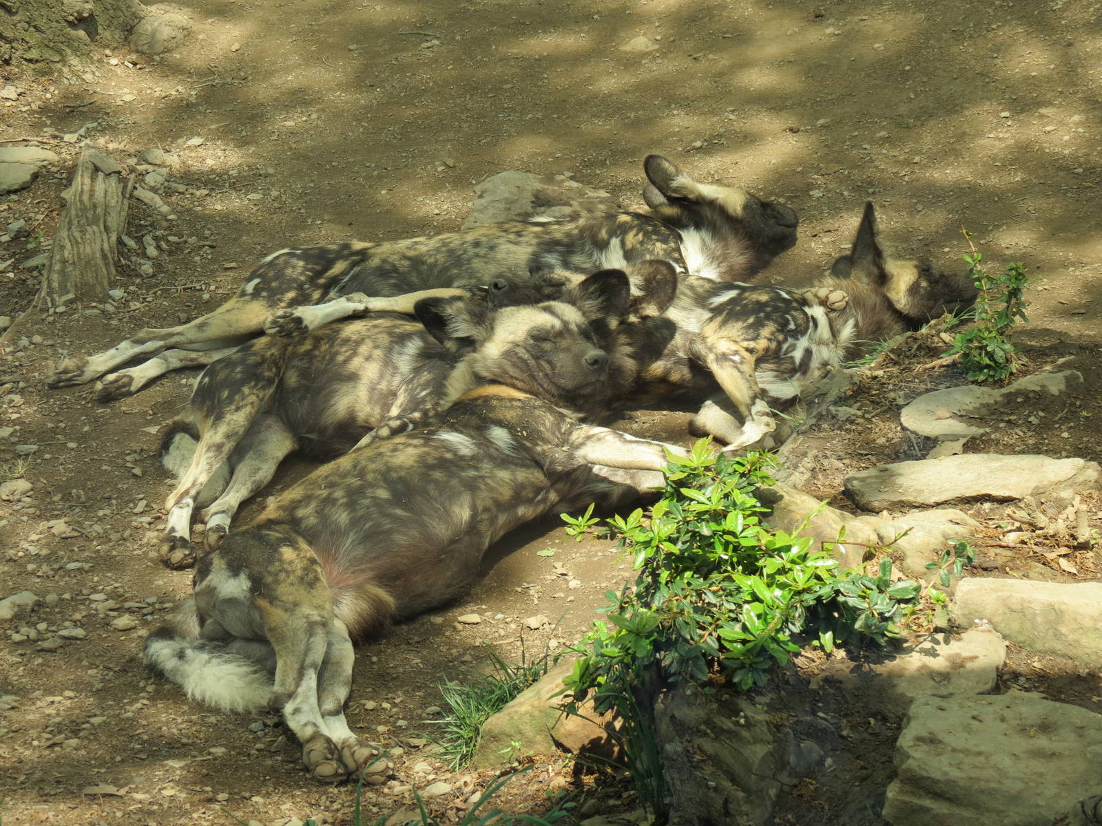 African Savanna - Painted Dogs