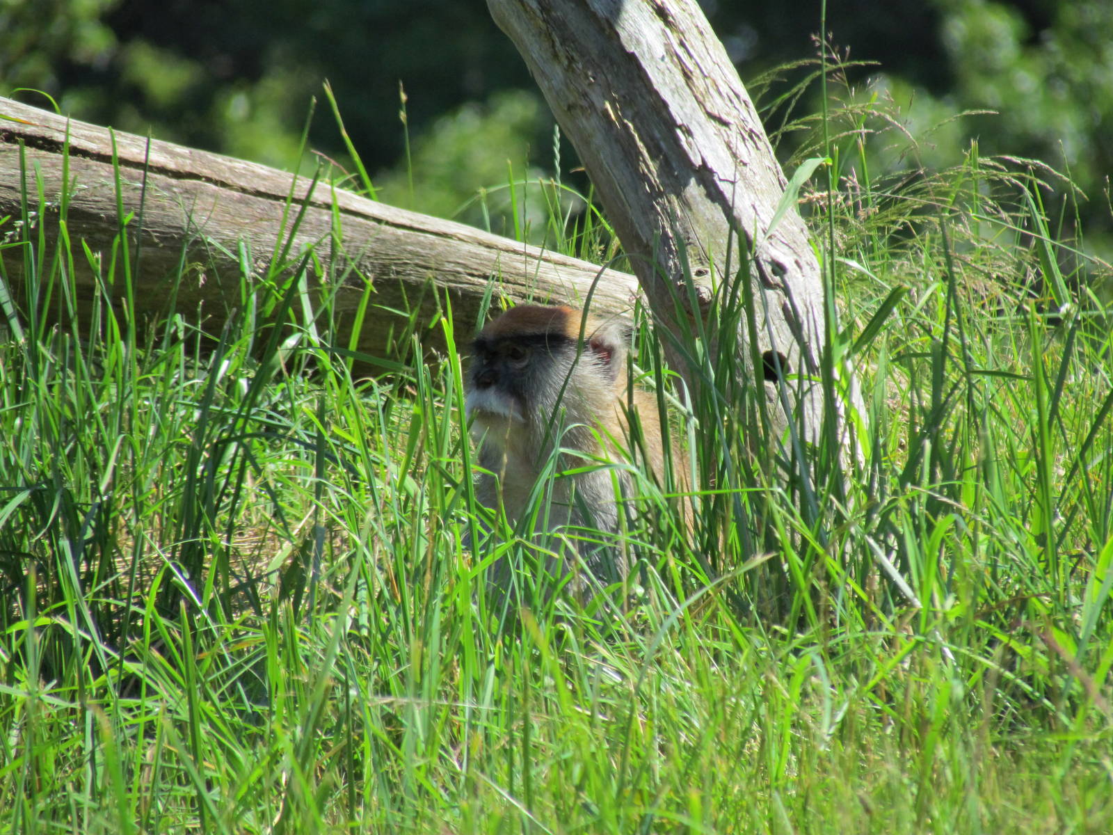 African Savanna - Patas Monkey Exhibit