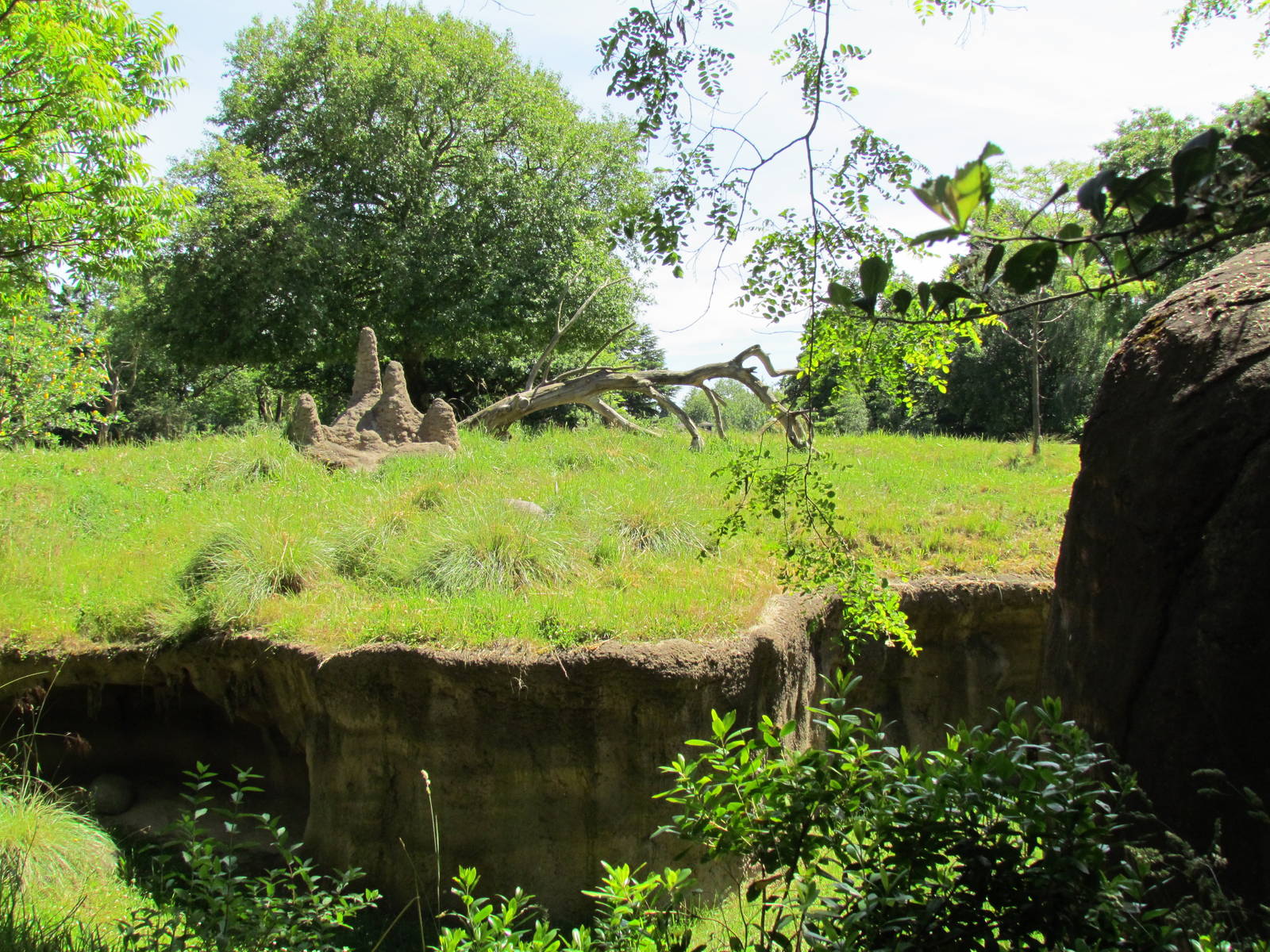 African Savanna - Patas Monkey Exhibit