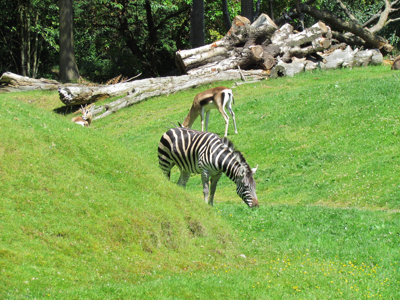 African Savanna - Plains Zebra and Grant's Gazelle