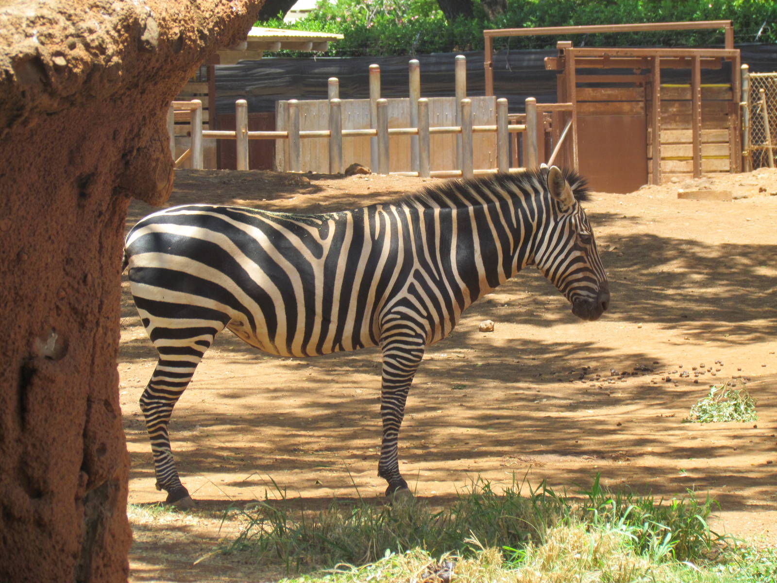 African Savanna - Plains Zebra