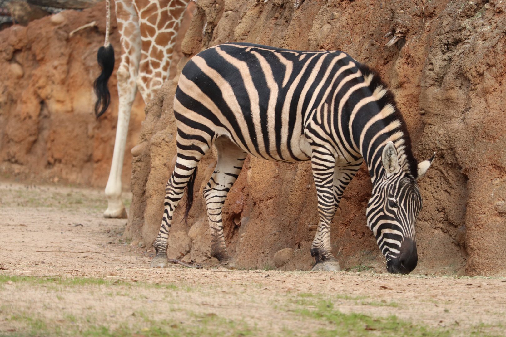 African Savanna - Plains Zebra