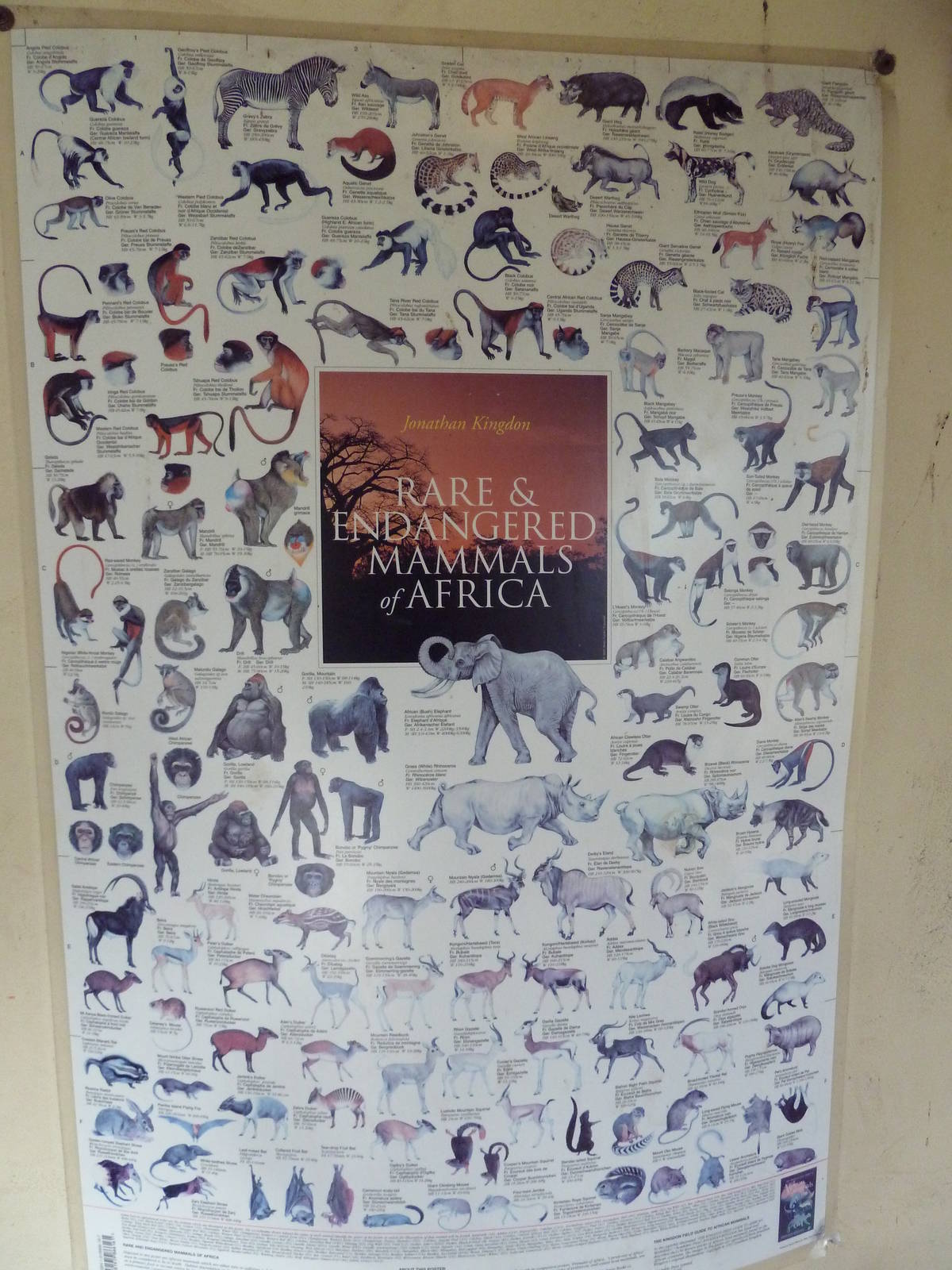 African Savanna - Poster